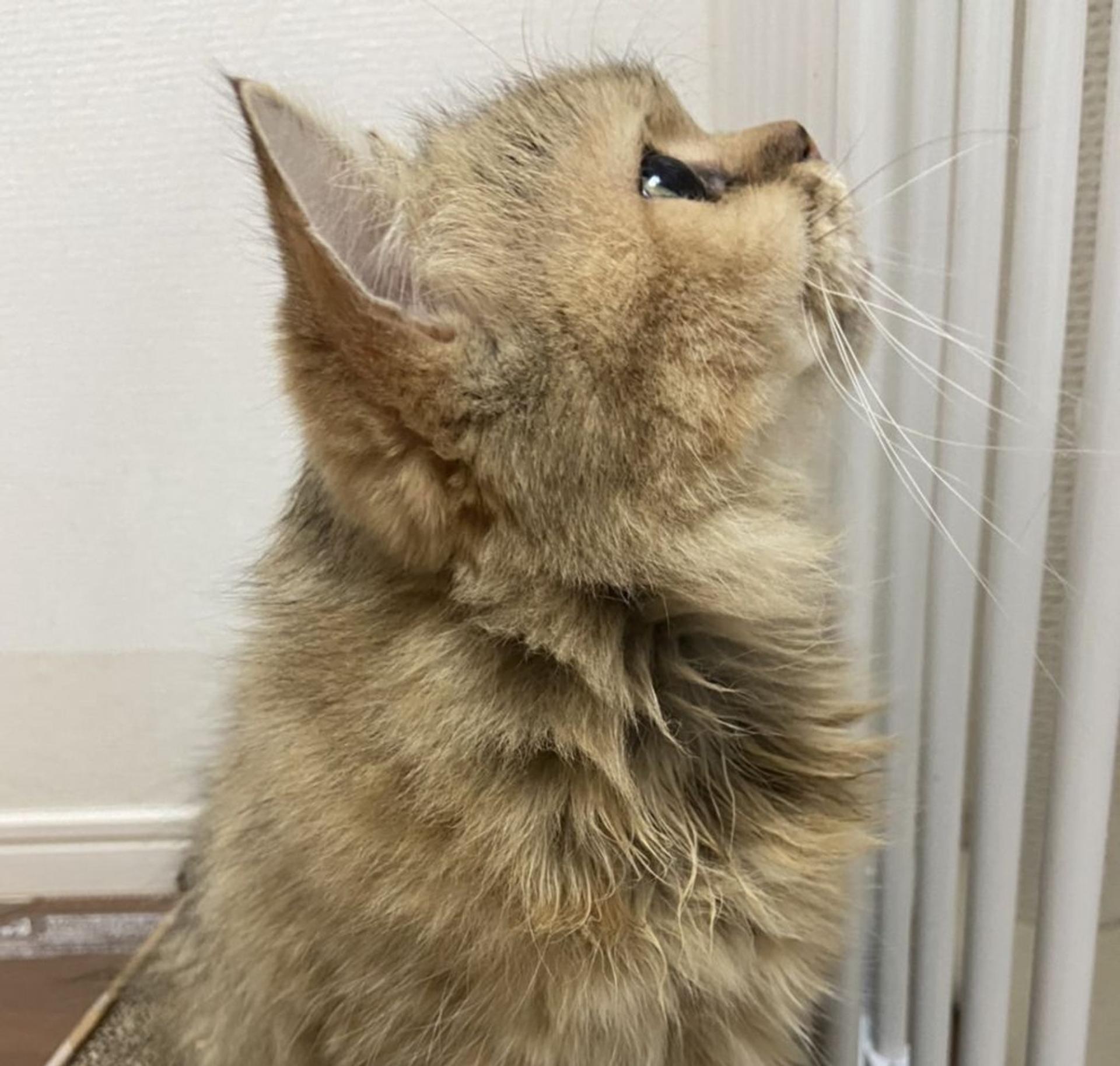 pet-image-3