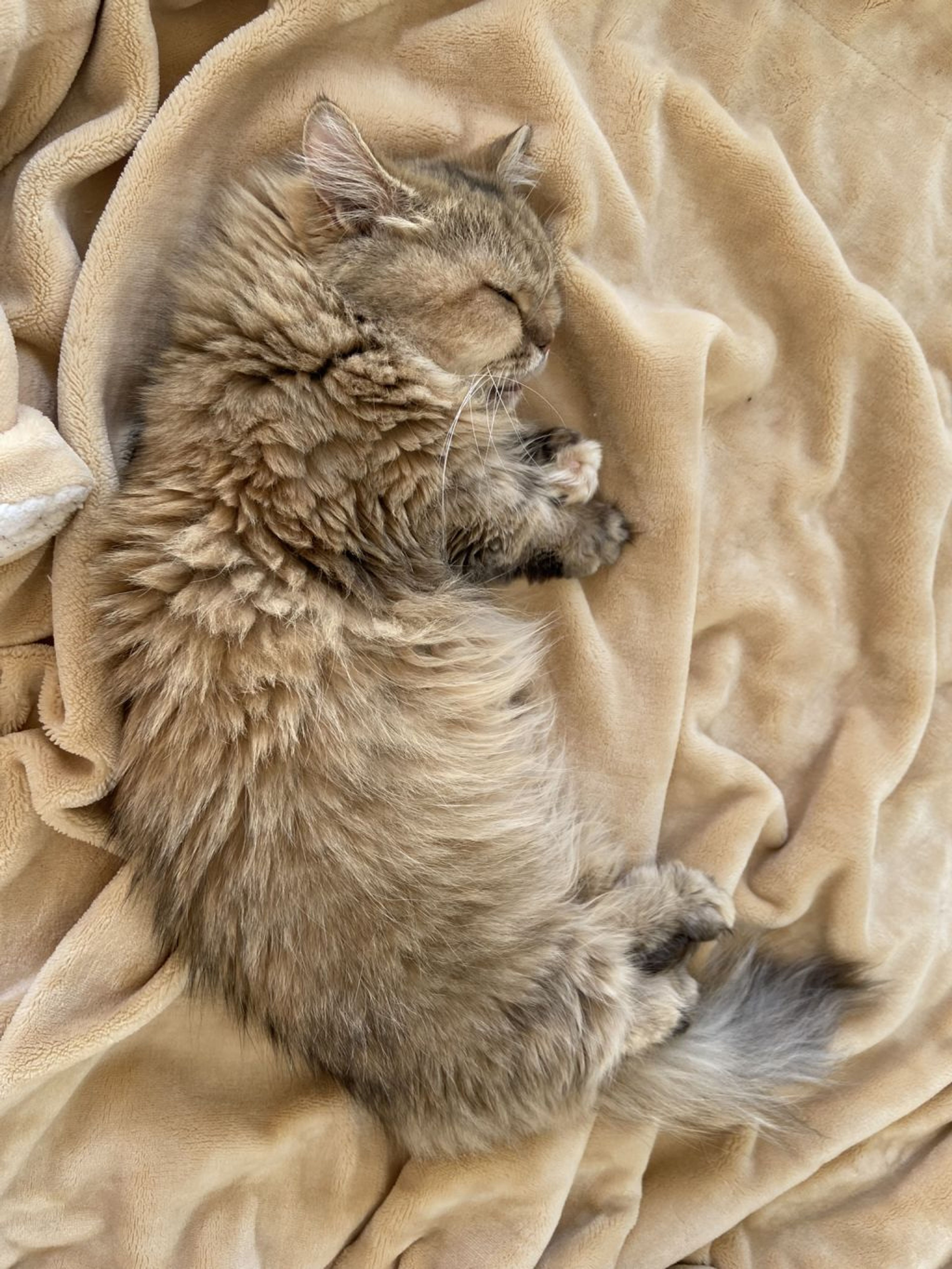 pet-image-4