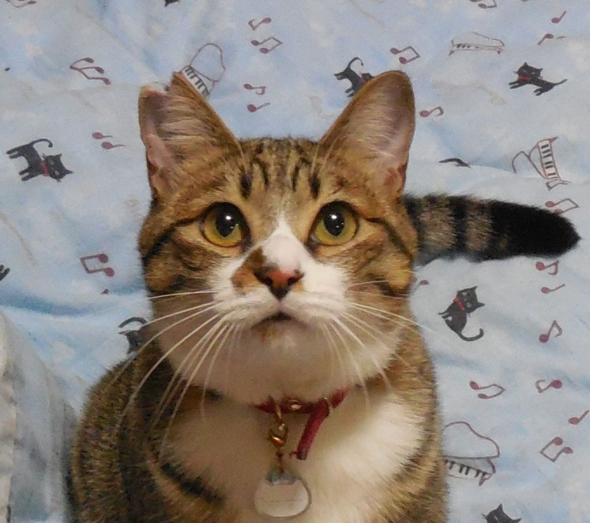 雑種（ミックス猫）・オスの里親募集の写真