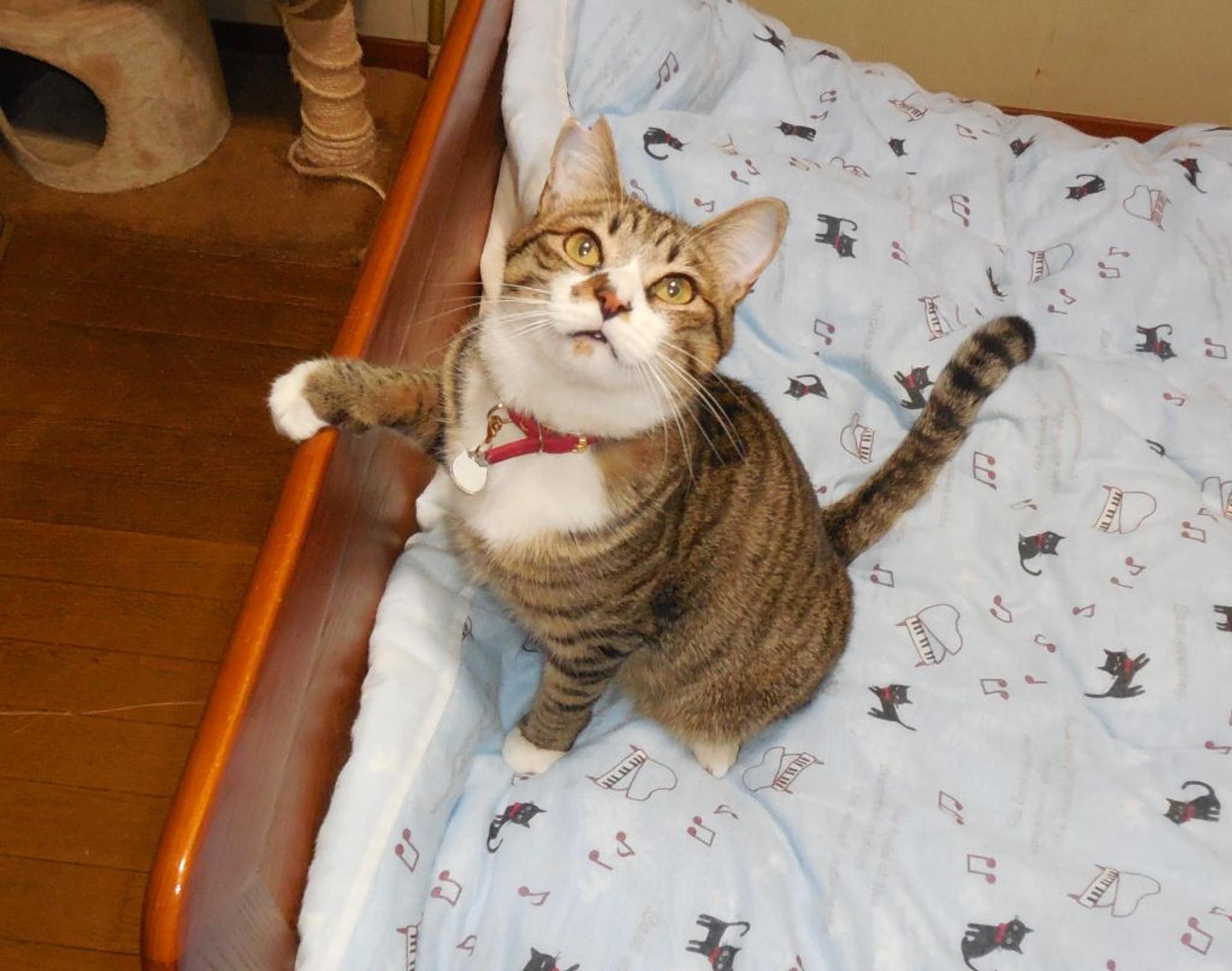 pet-image-3