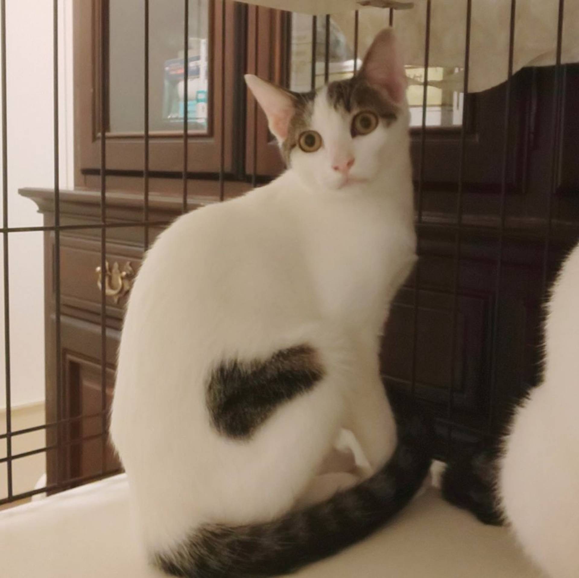雑種（ミックス猫）・オスの里親募集の写真