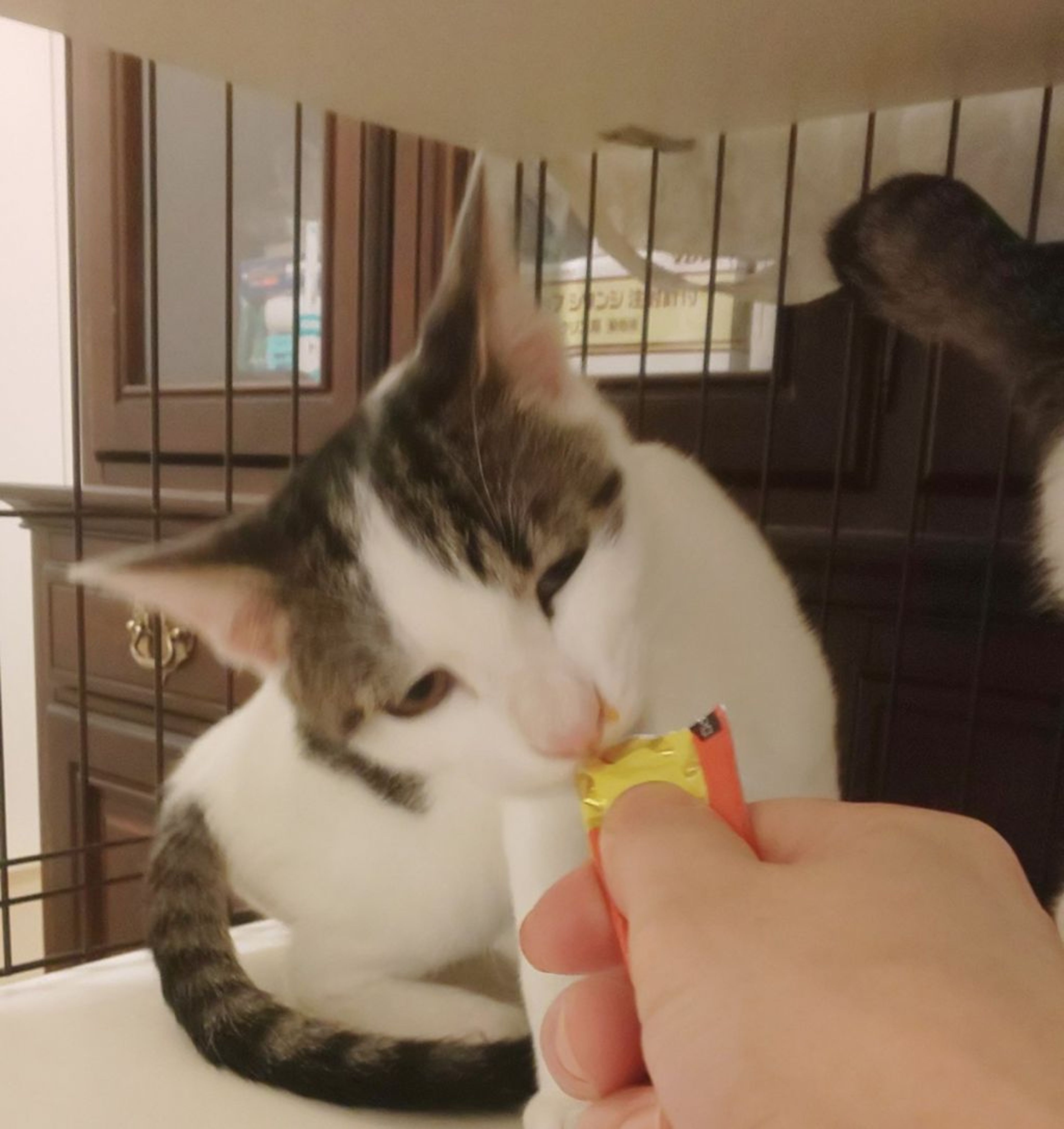 pet-image-2