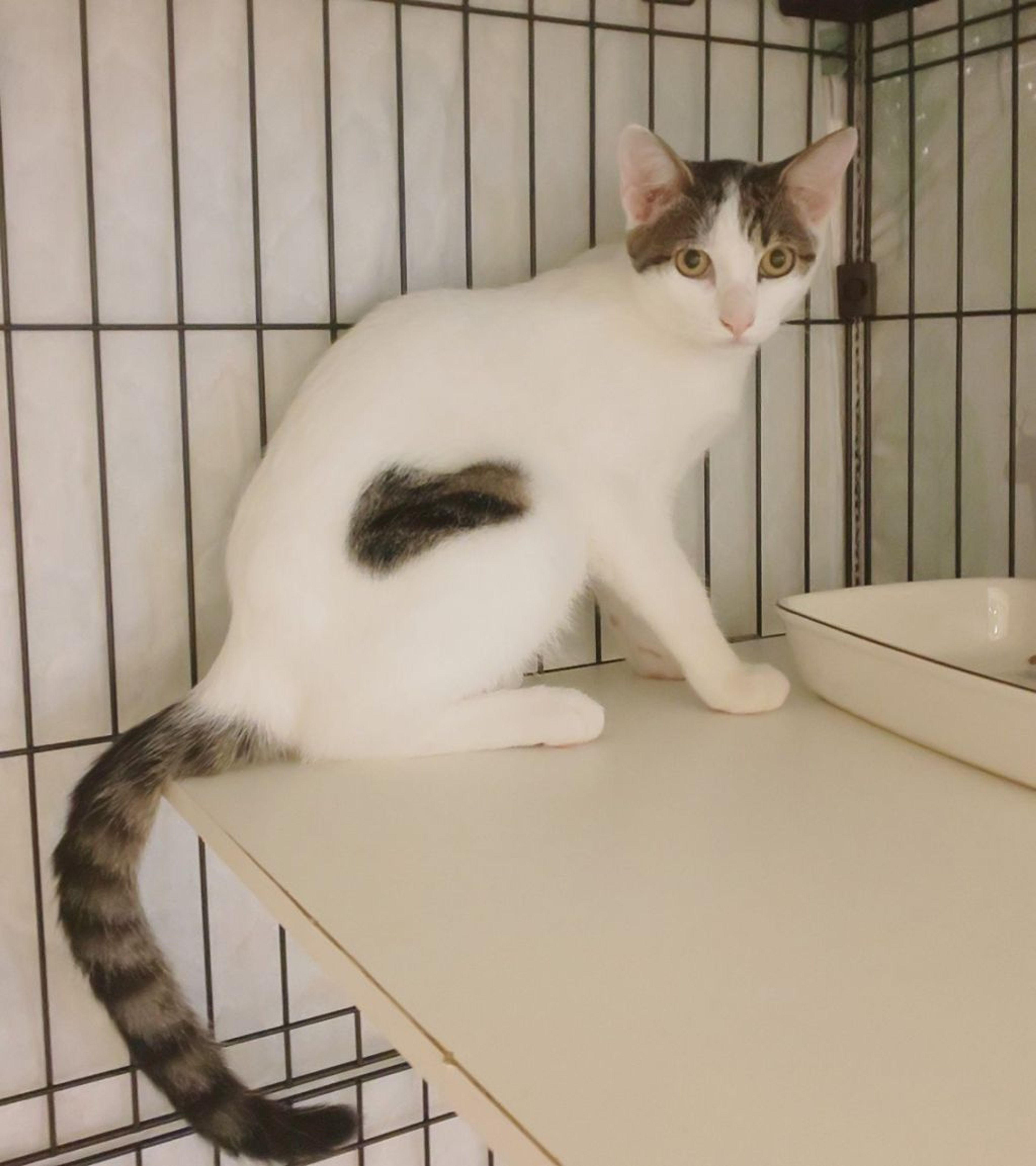 pet-image-3