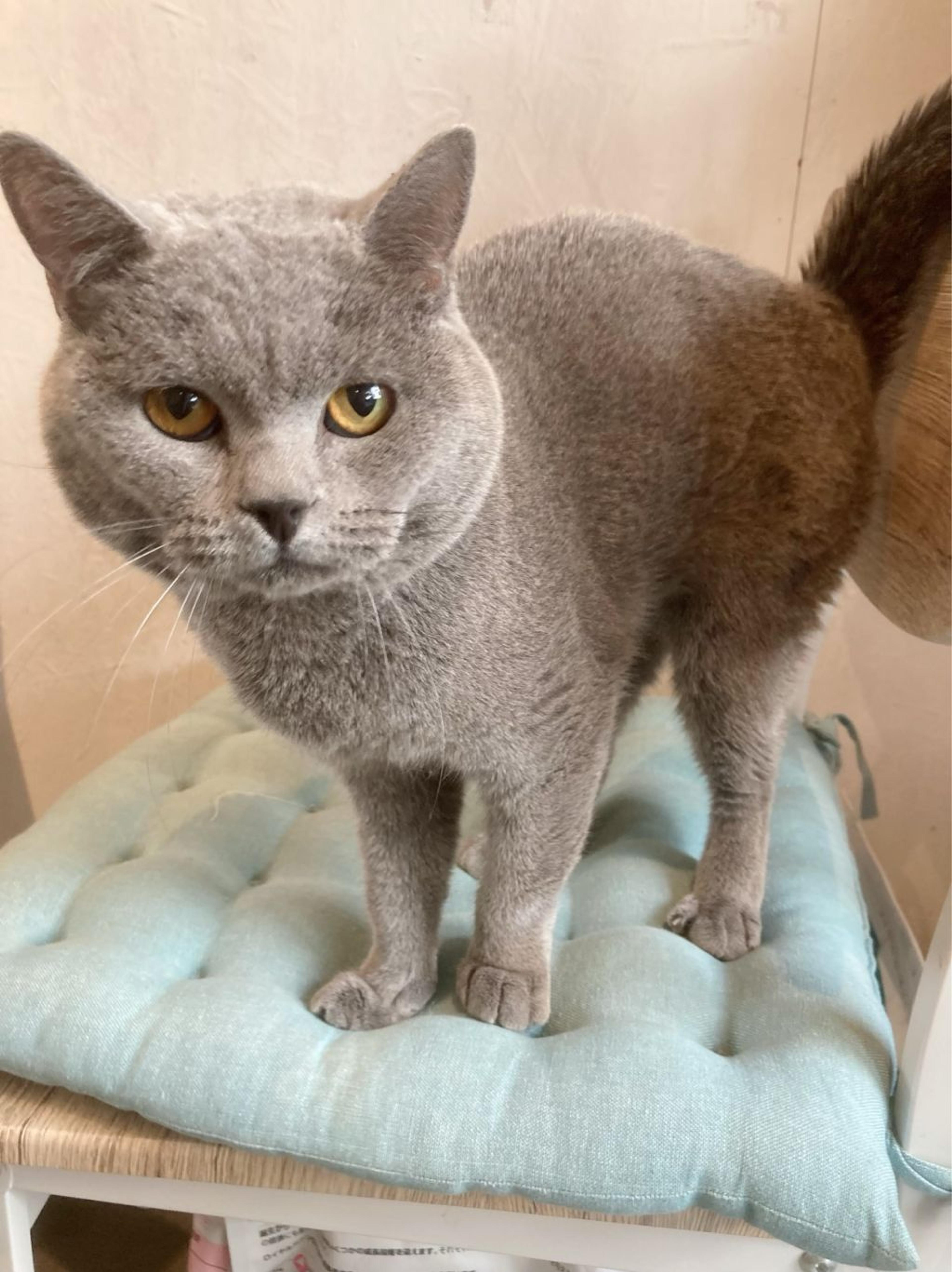 pet-image-3