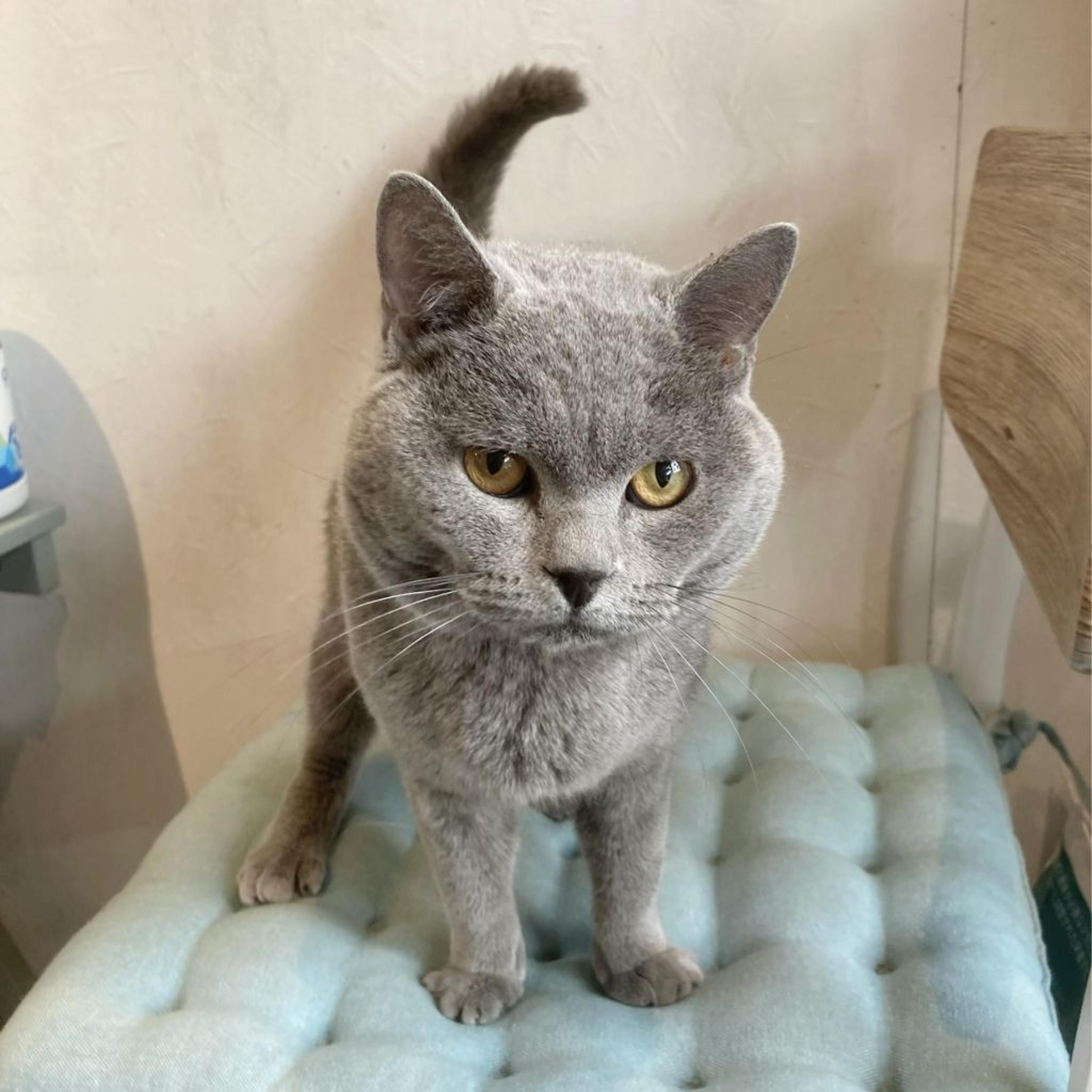 pet-image-4