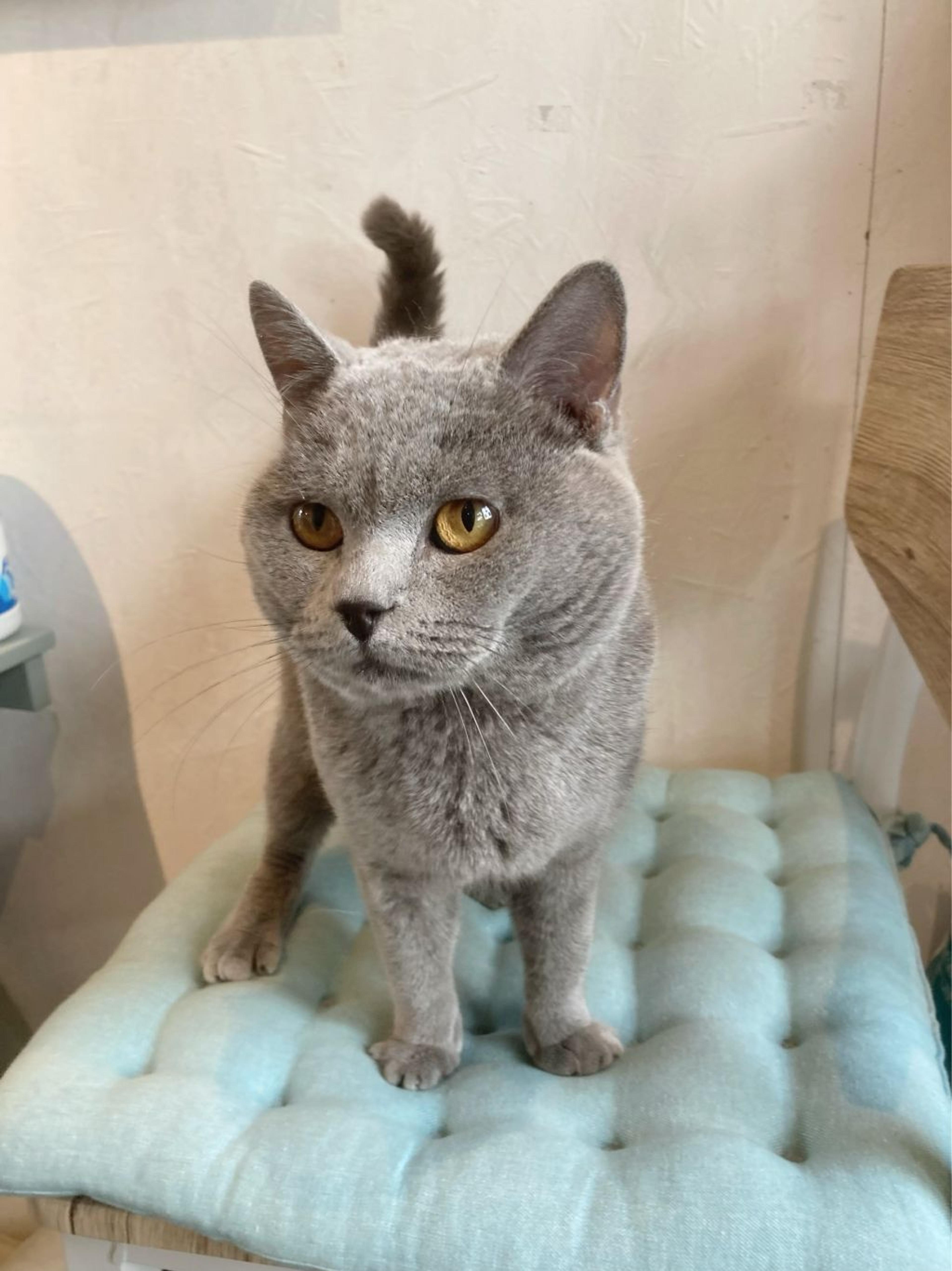 pet-image-5
