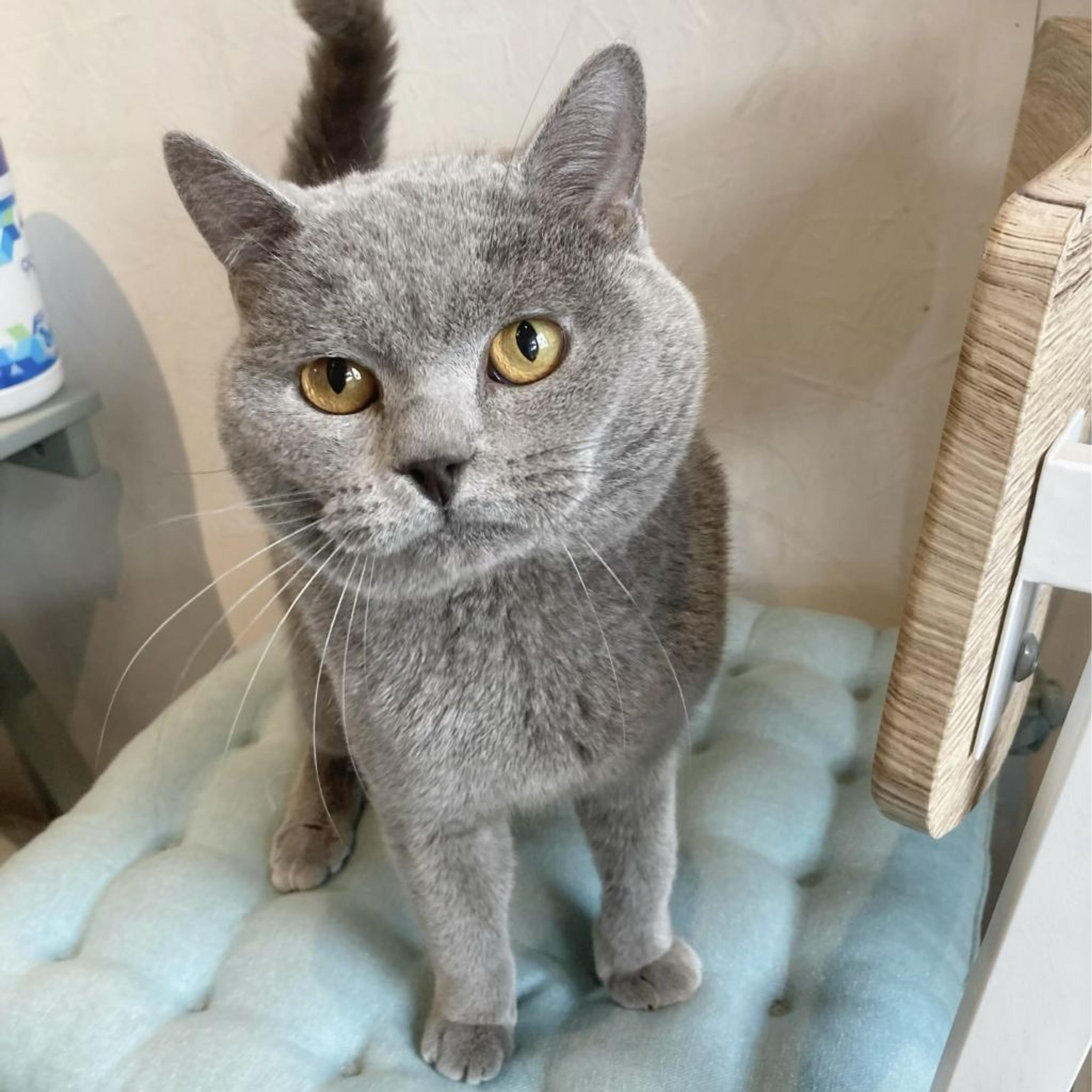 pet-image-6