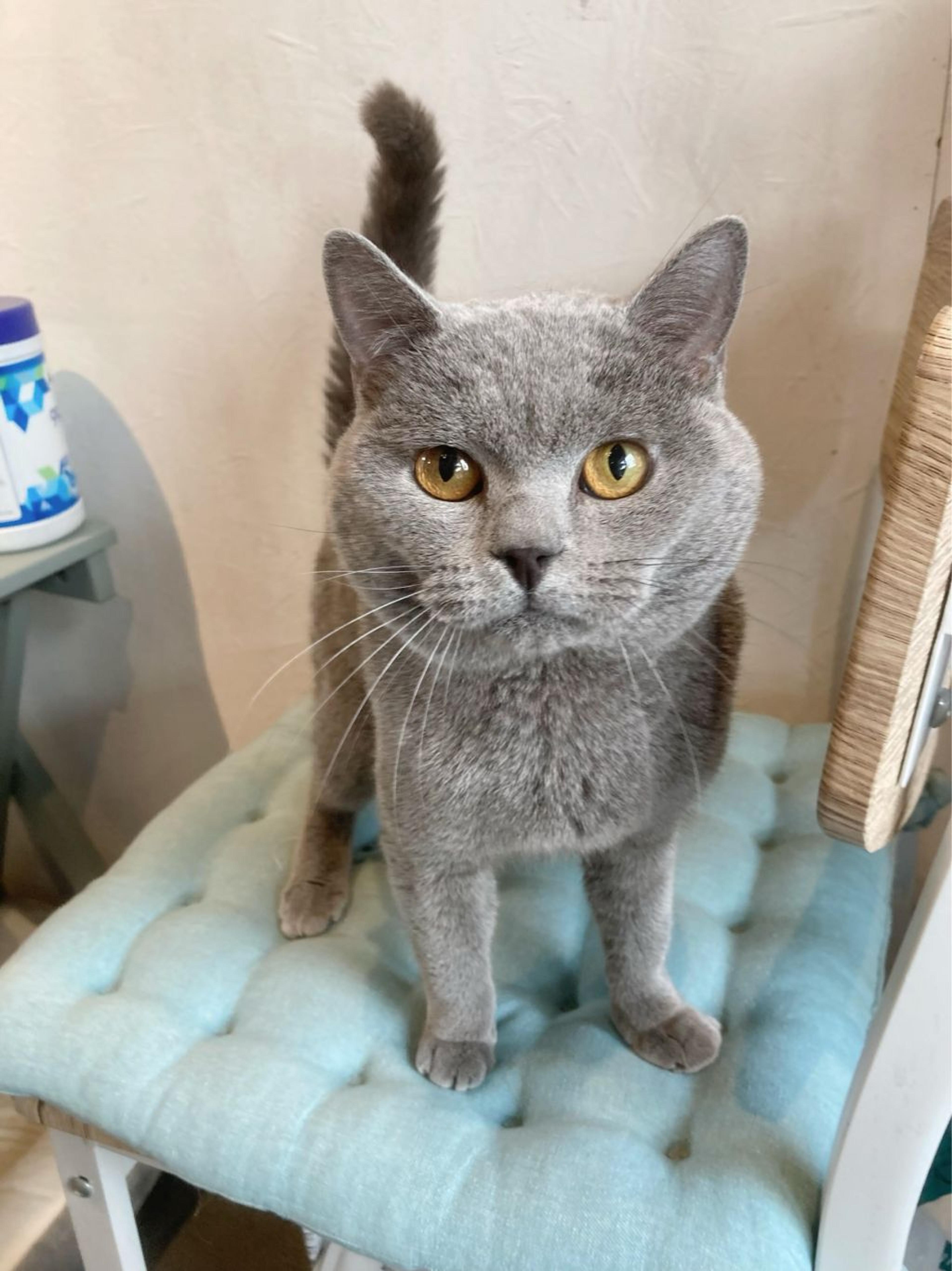 pet-image-7