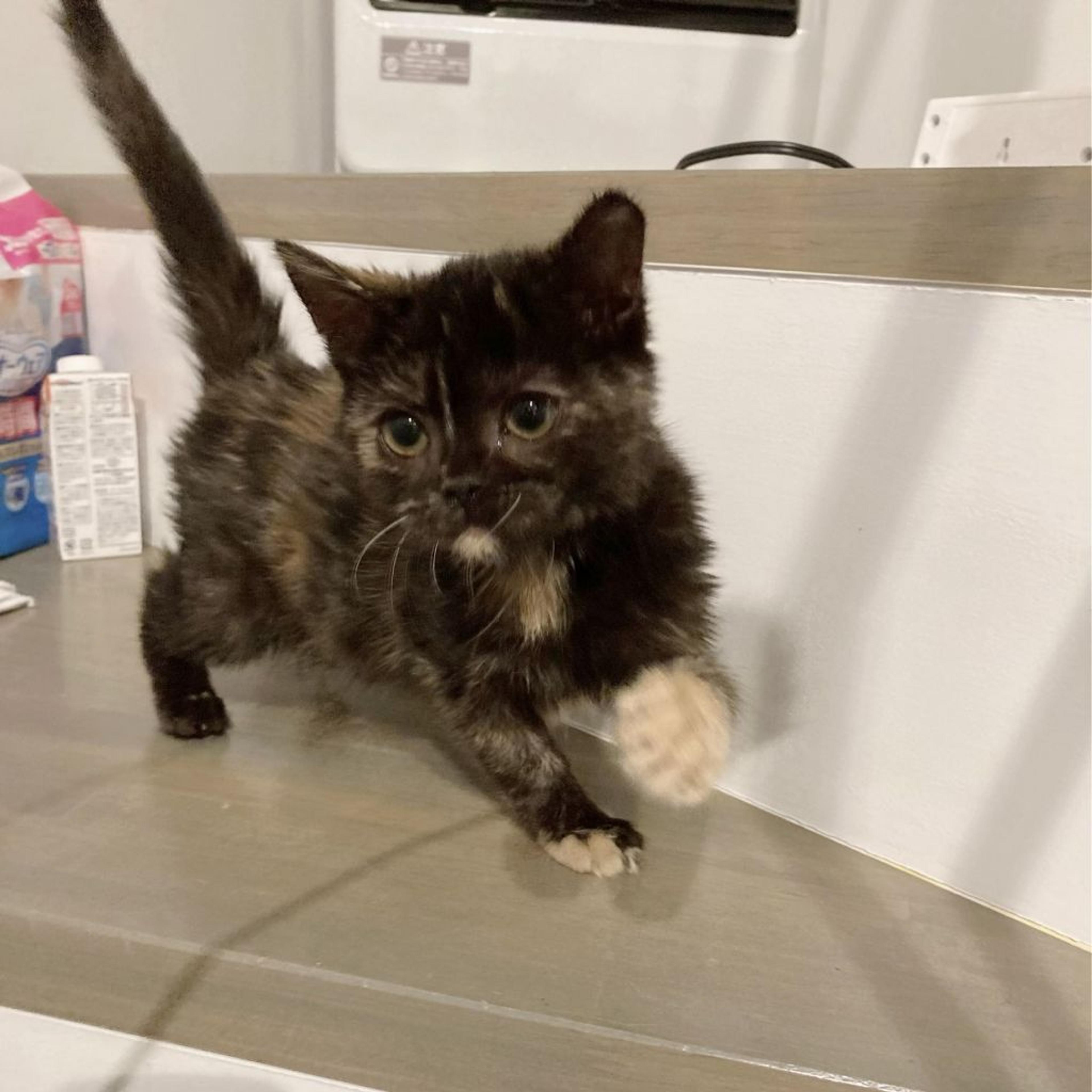 pet-image-3
