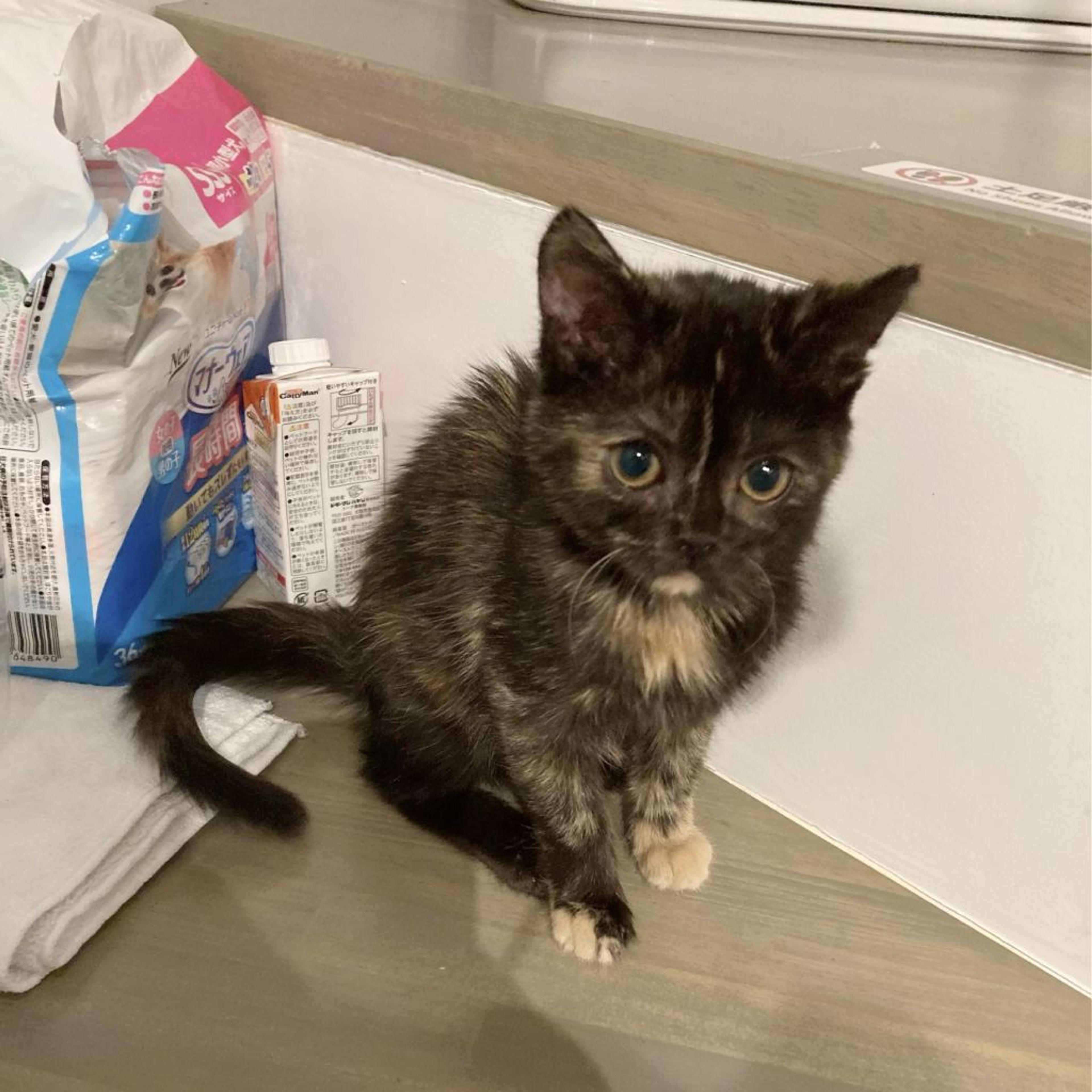 pet-image-9