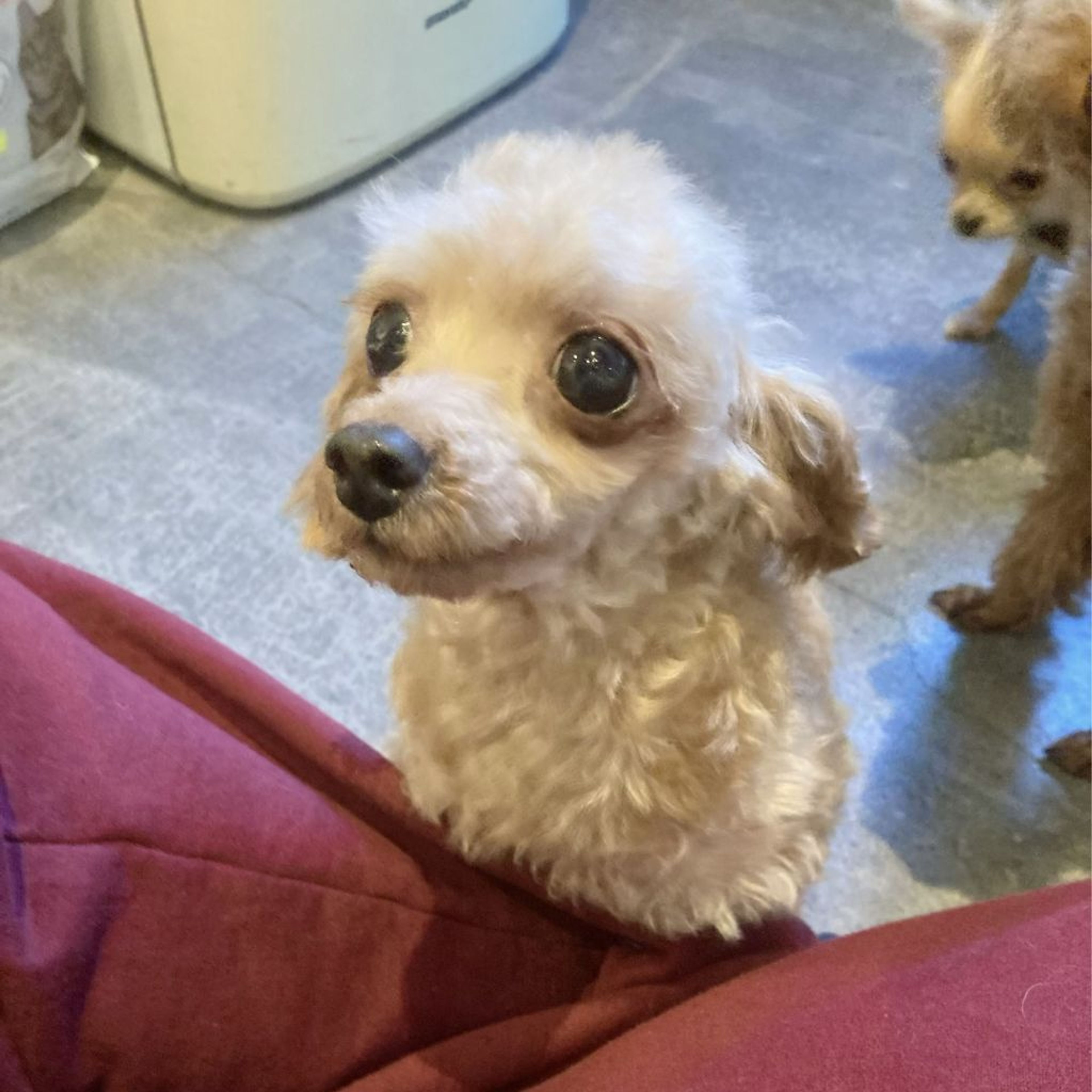 pet-image-2