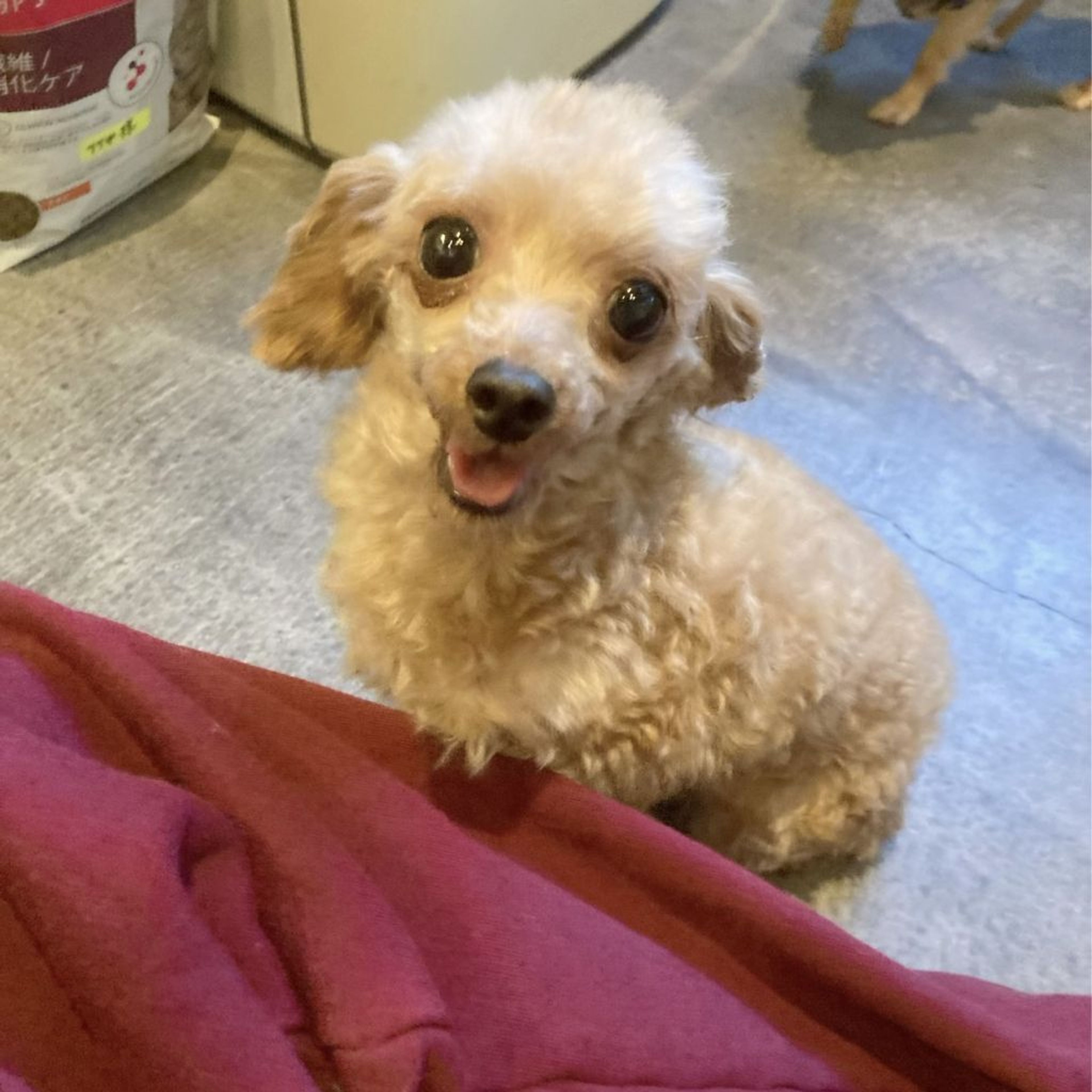 pet-image-3