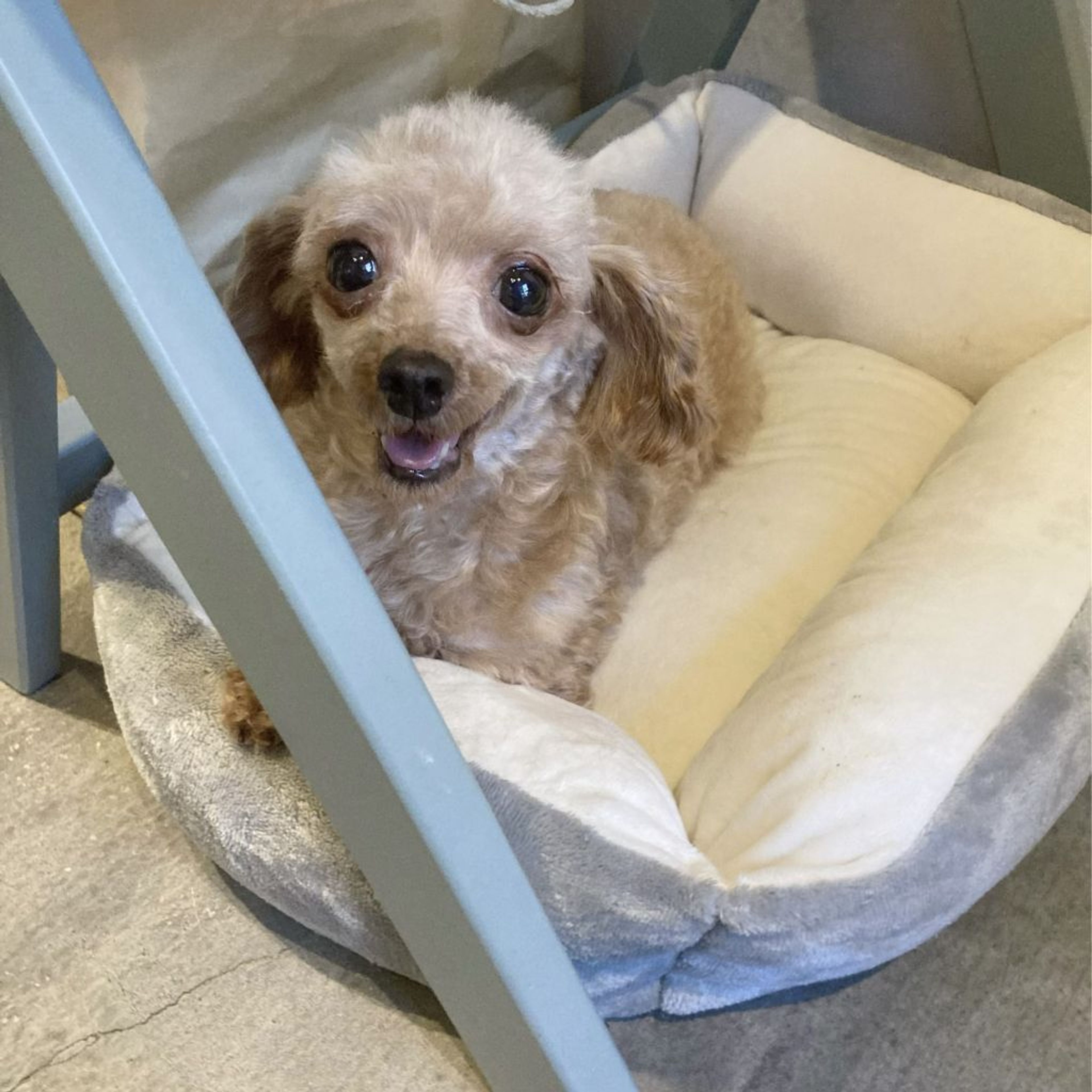 pet-image-4