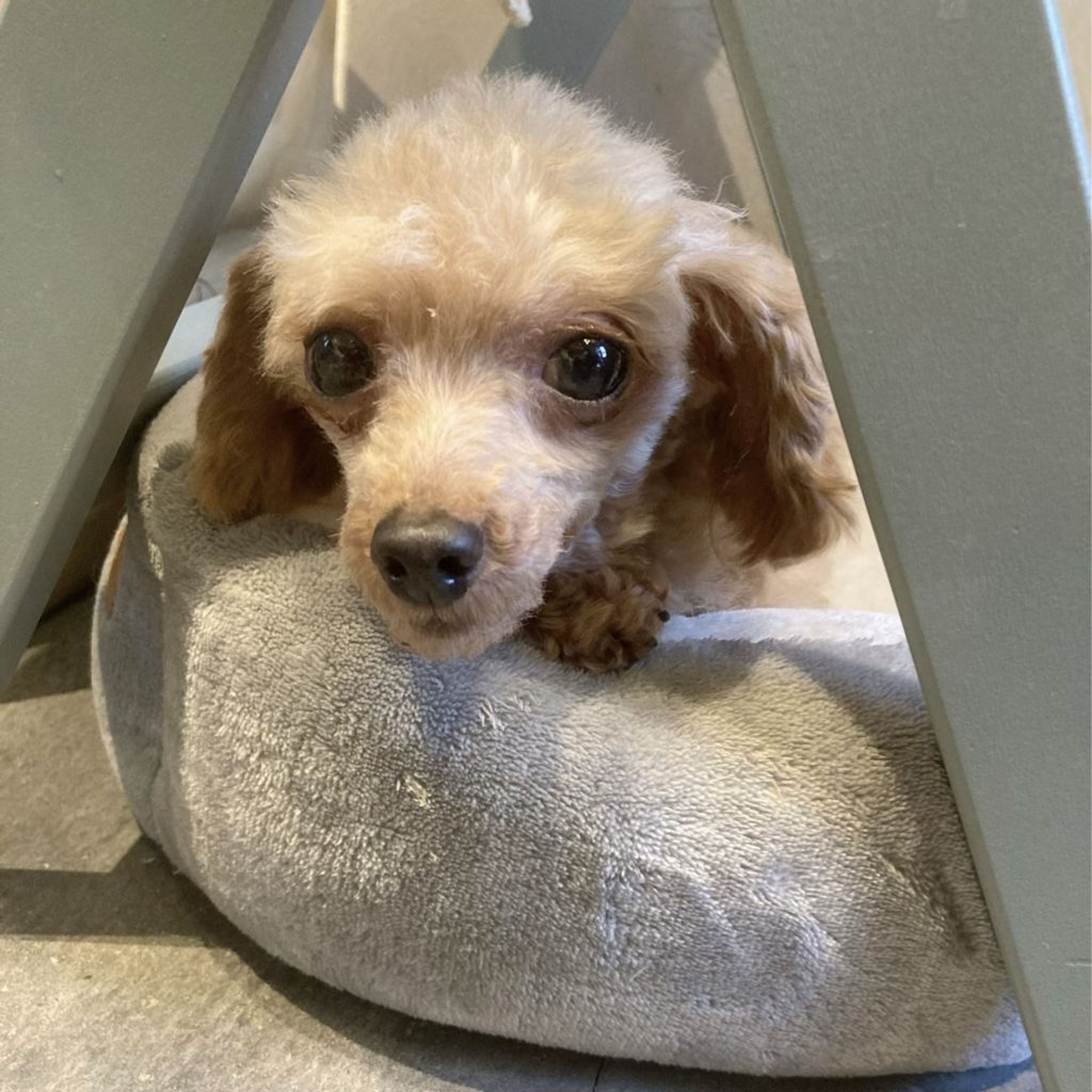 pet-image-5
