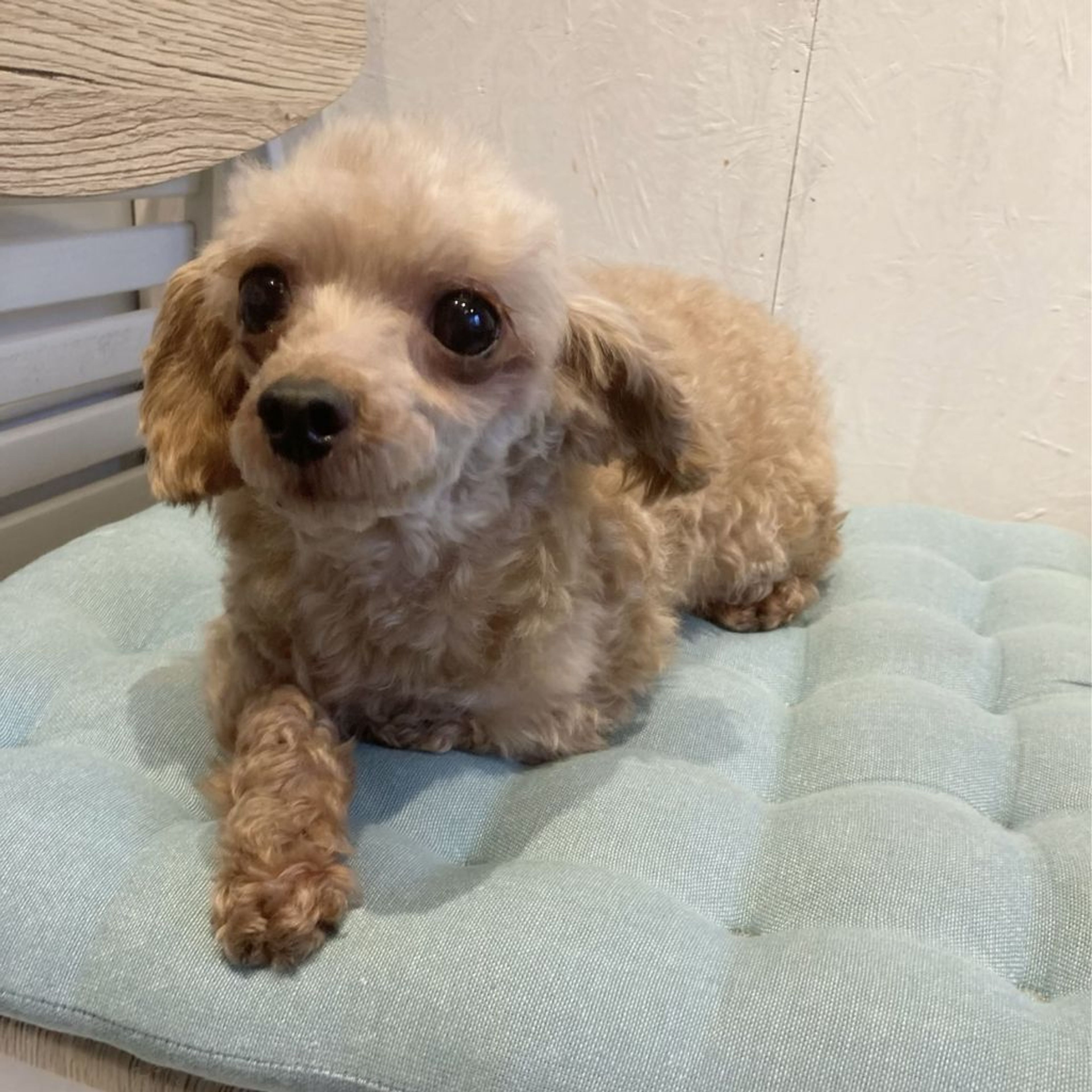 pet-image-6