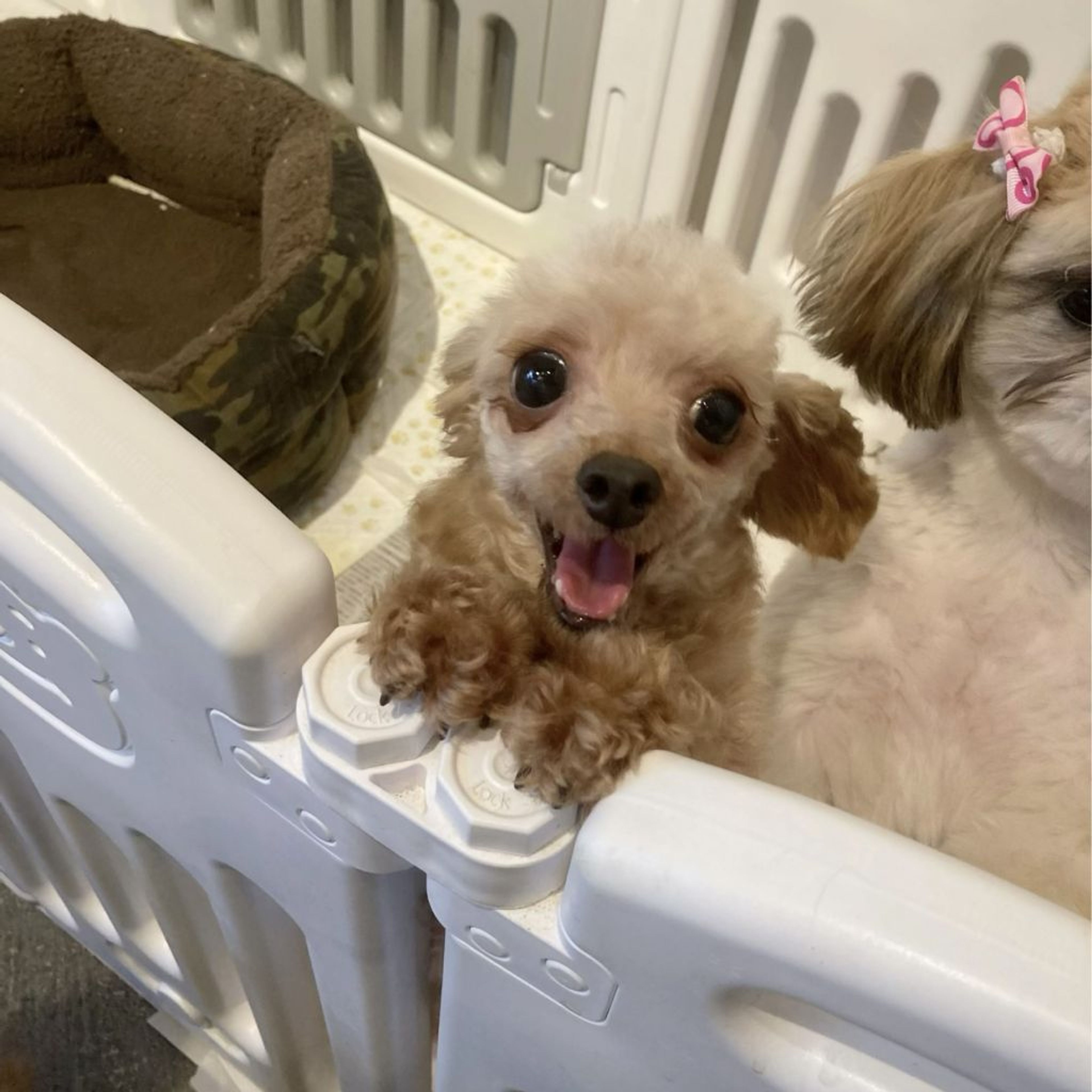 pet-image-7