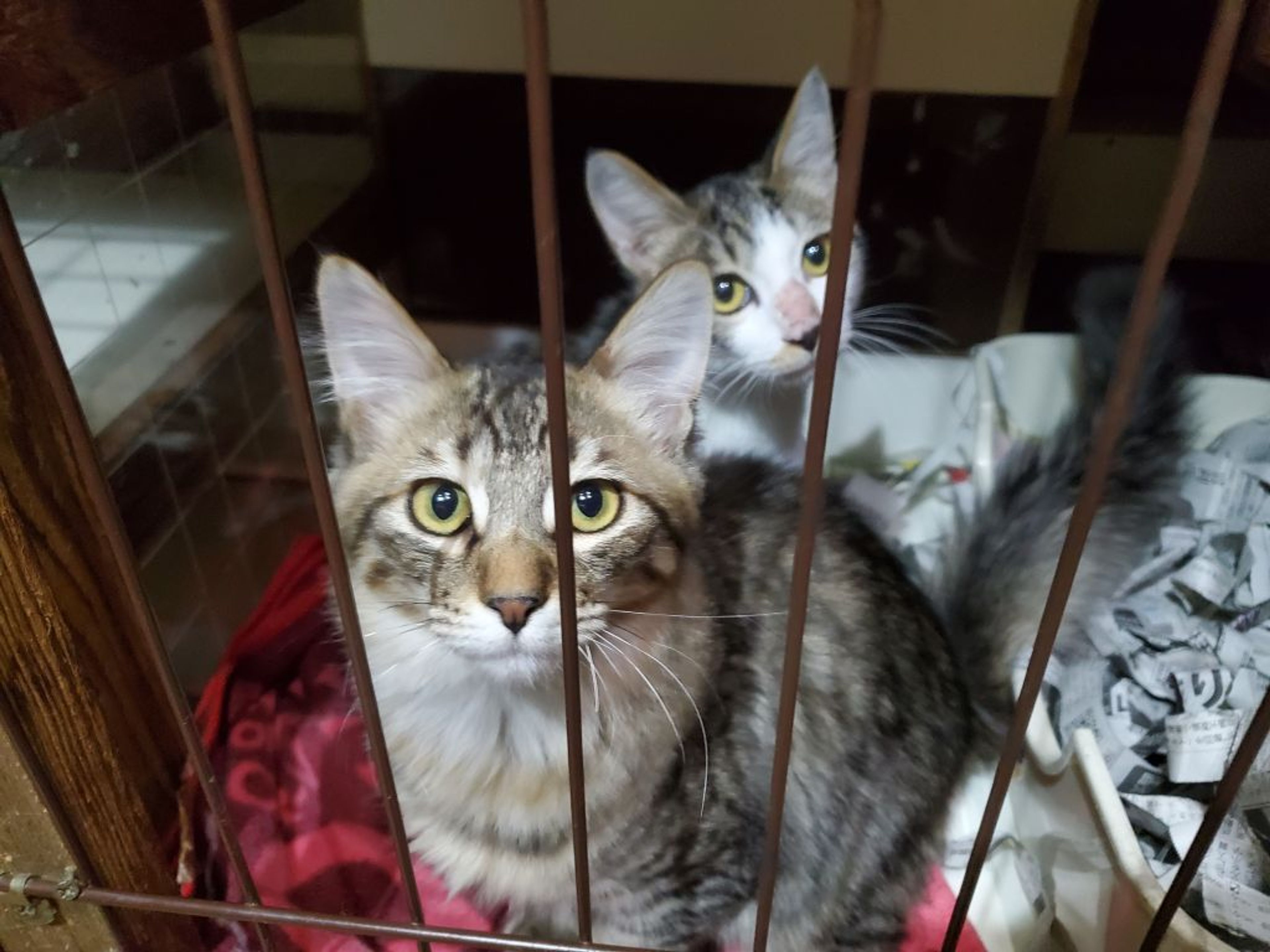 雑種（ミックス猫）・オスの里親募集の写真