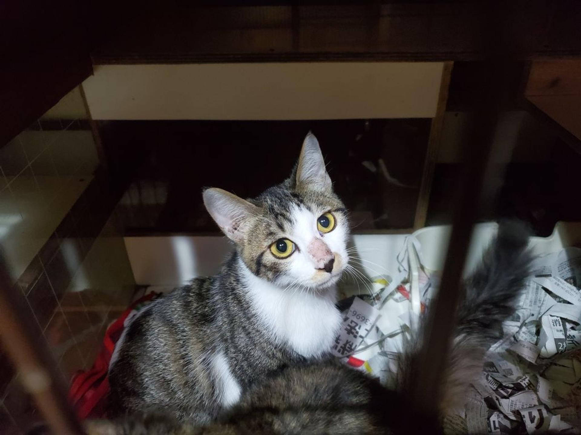 pet-image-4