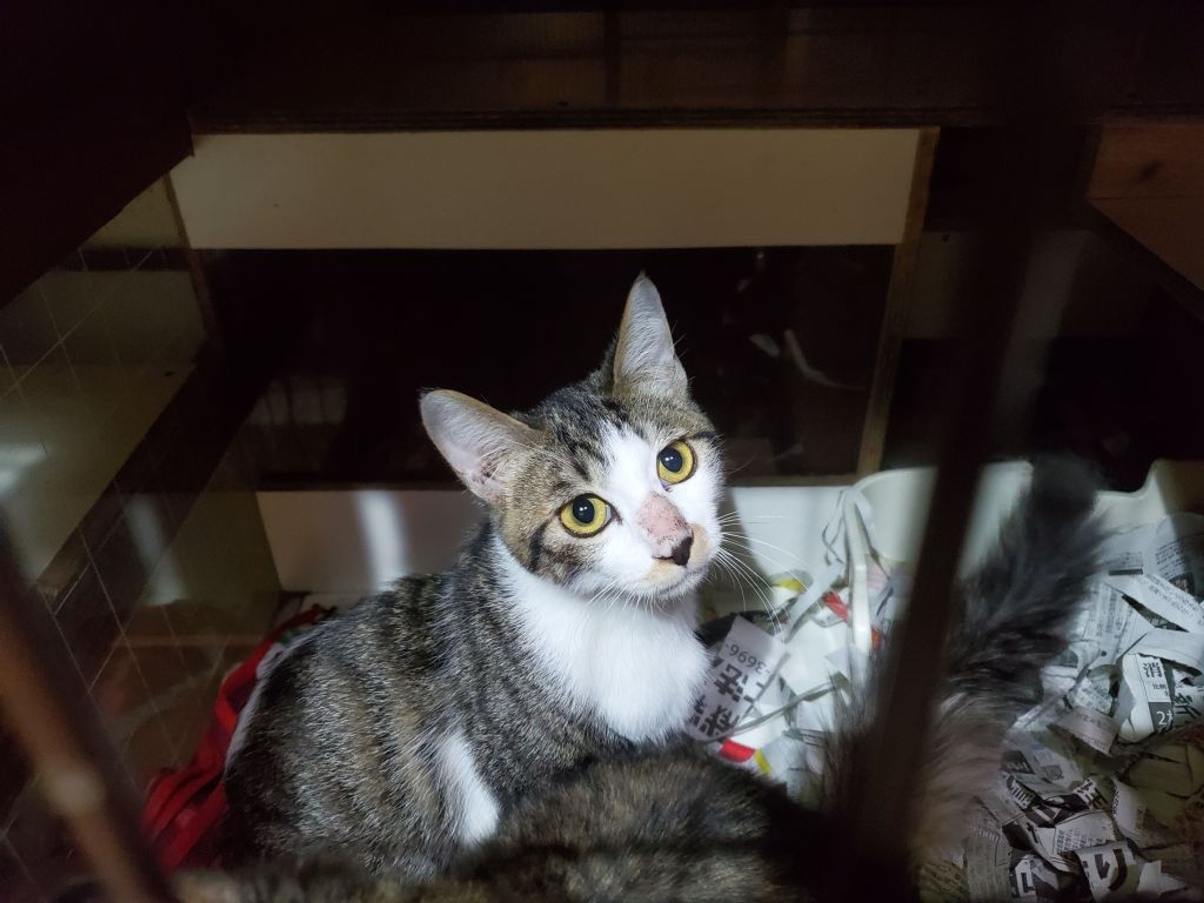 pet-image-4