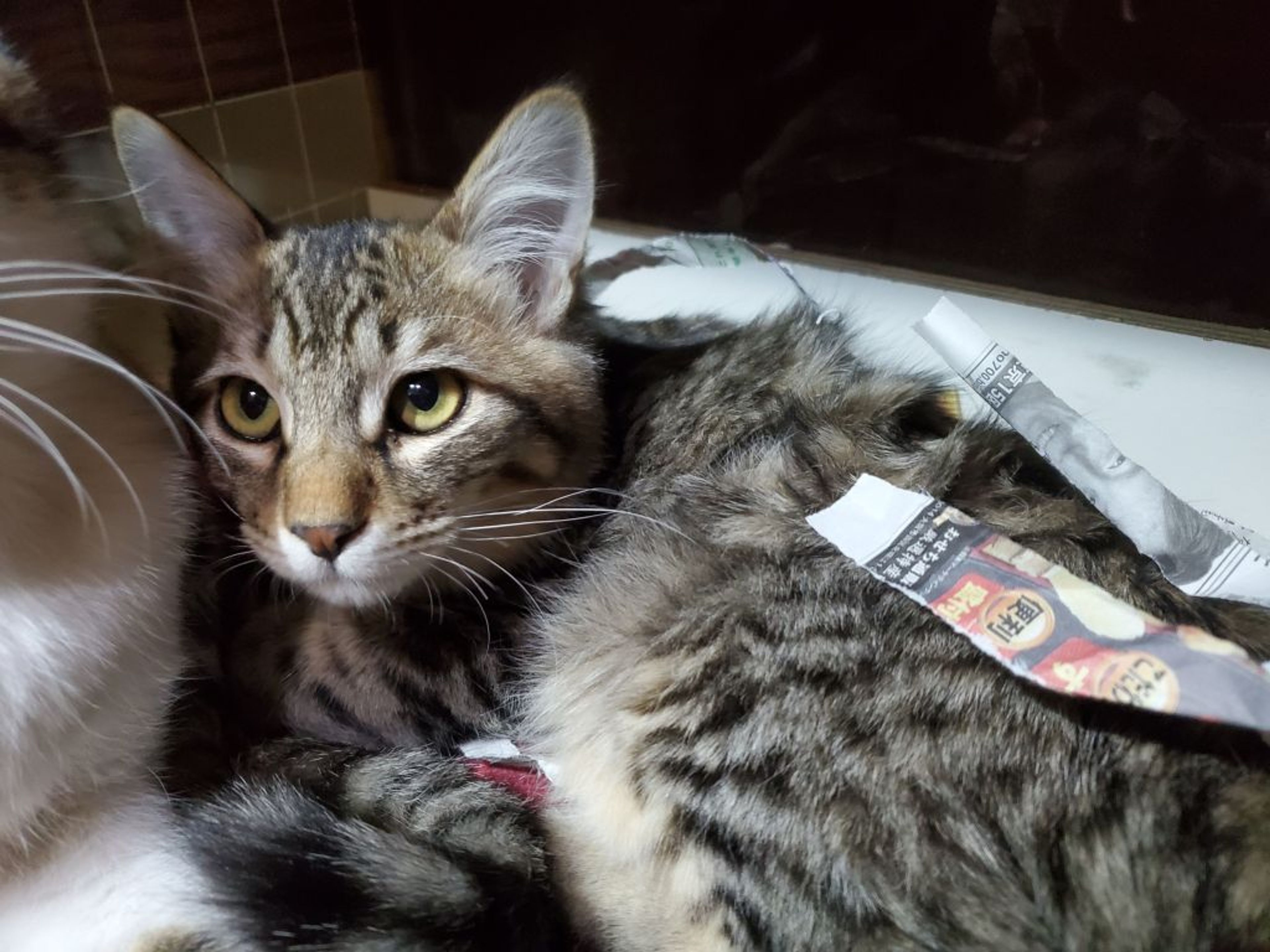 pet-image-2