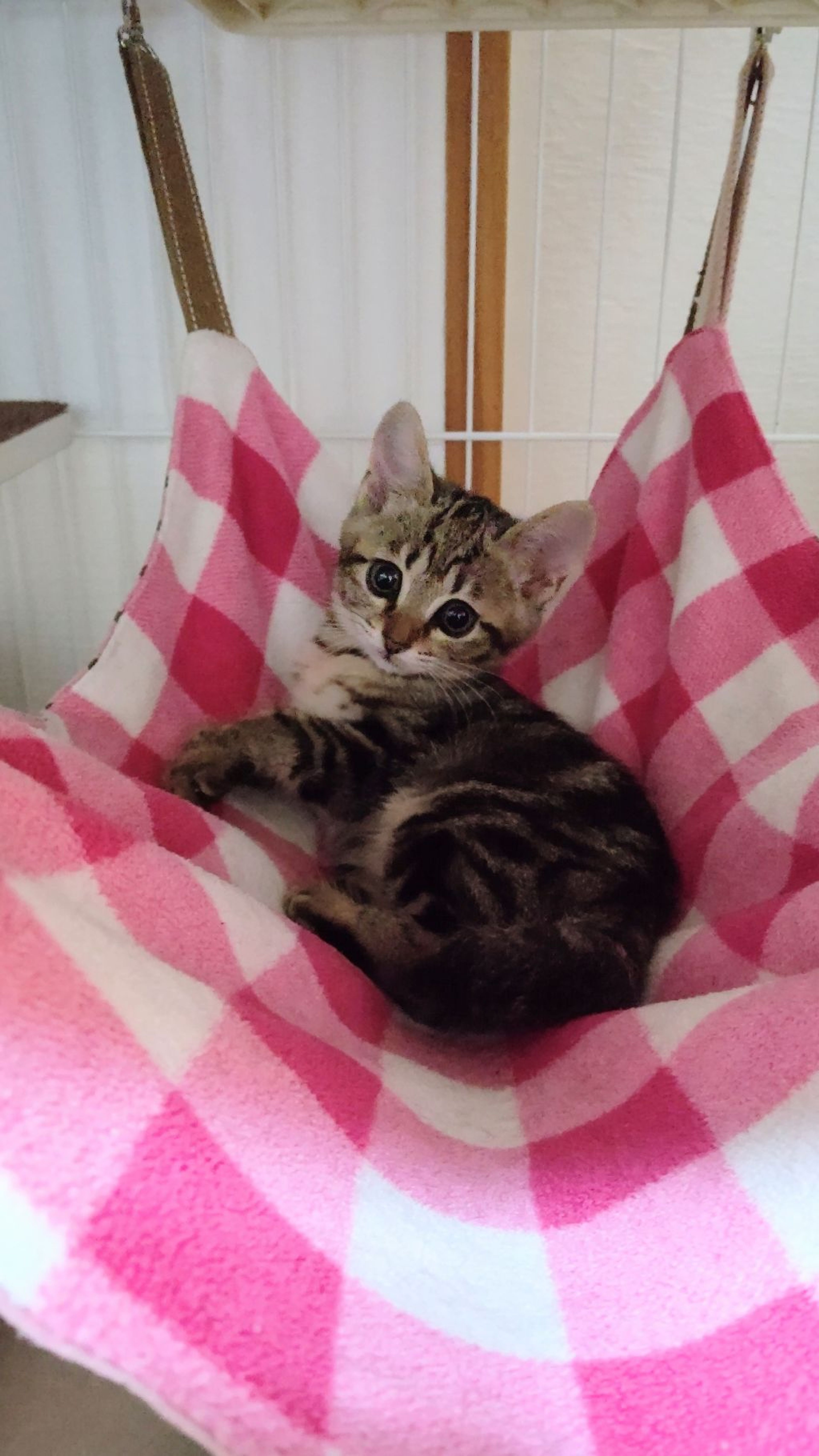 雑種（ミックス猫）・メスの里親募集の写真