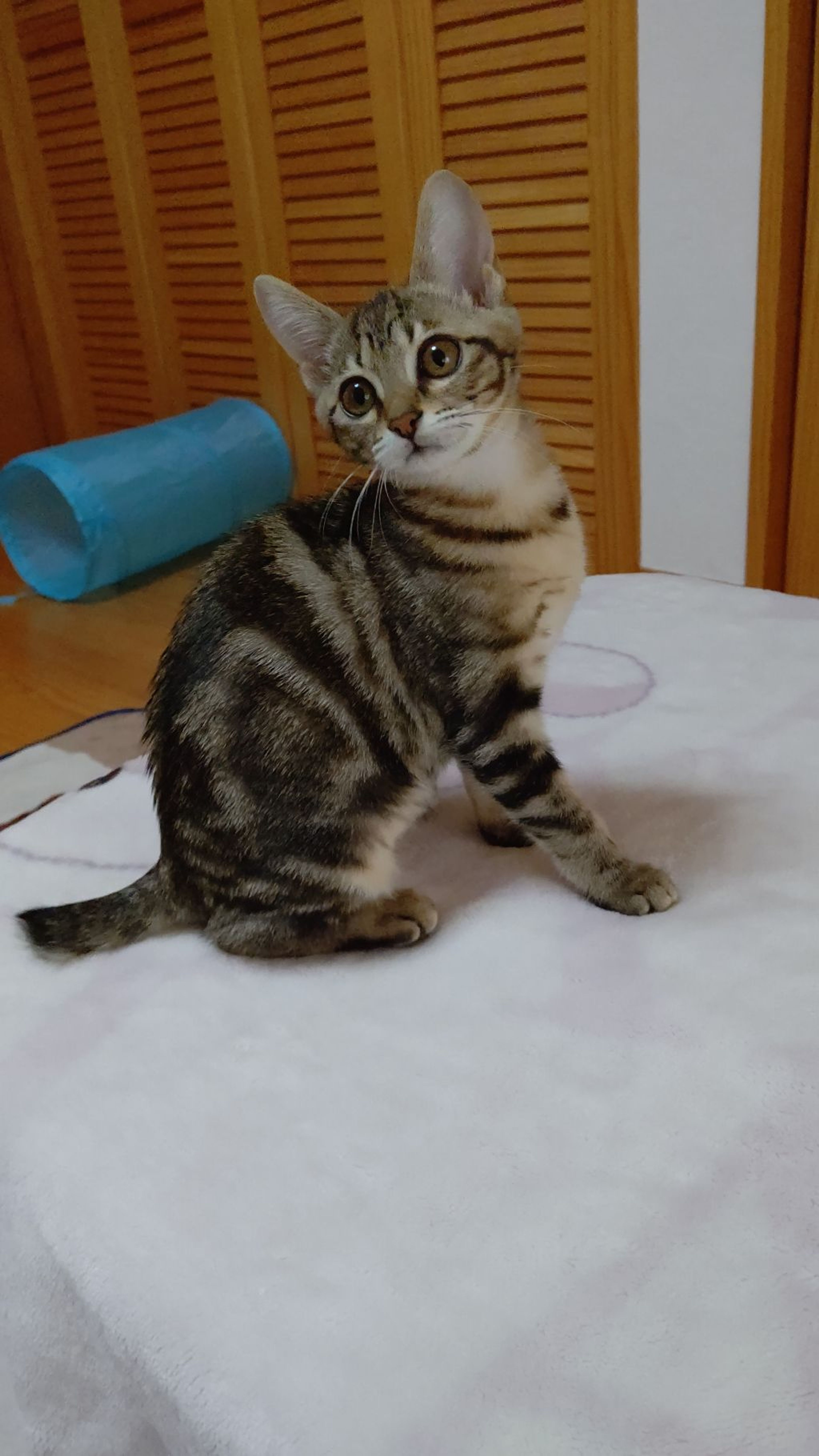 pet-image-2