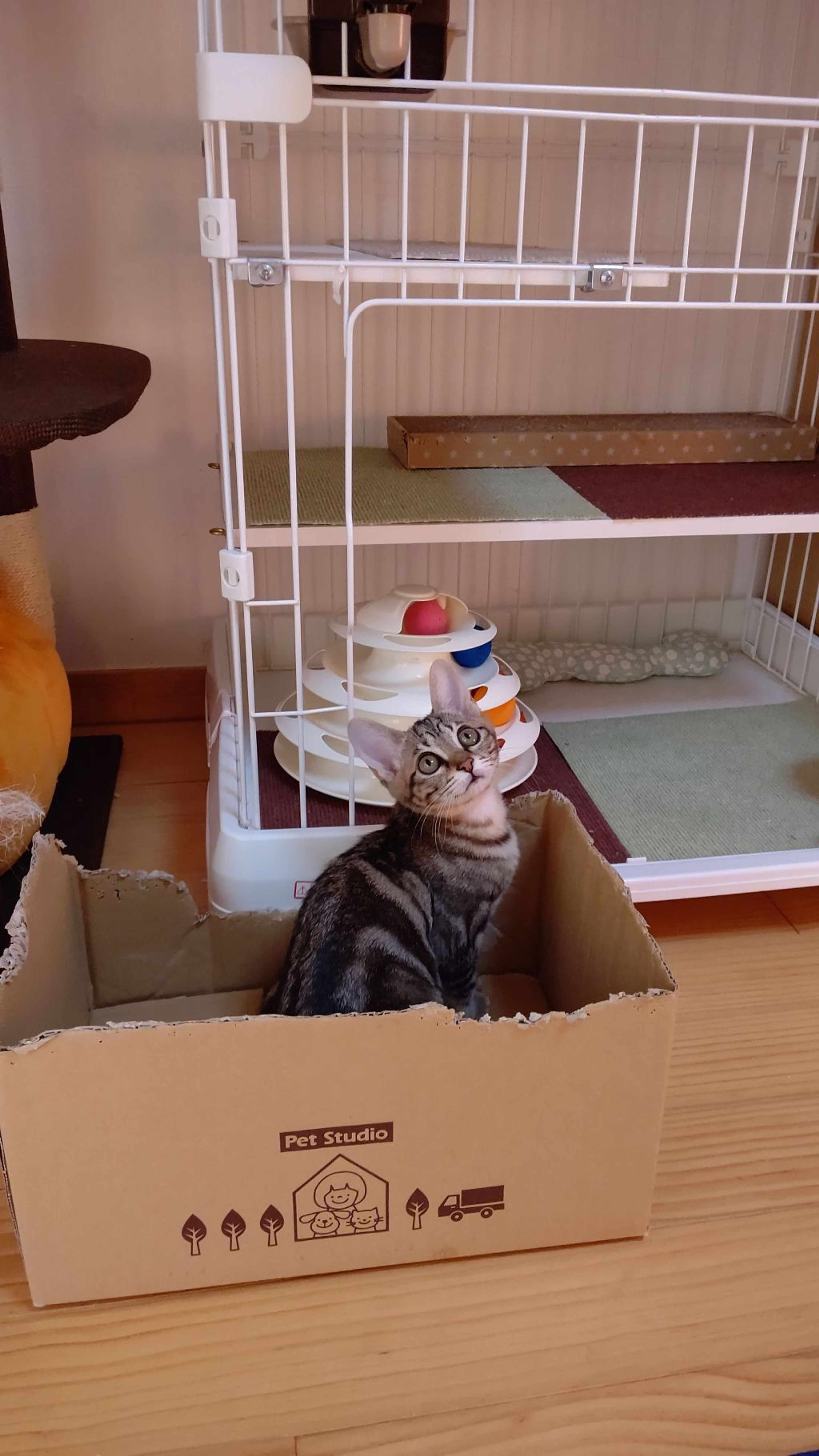 pet-image-4