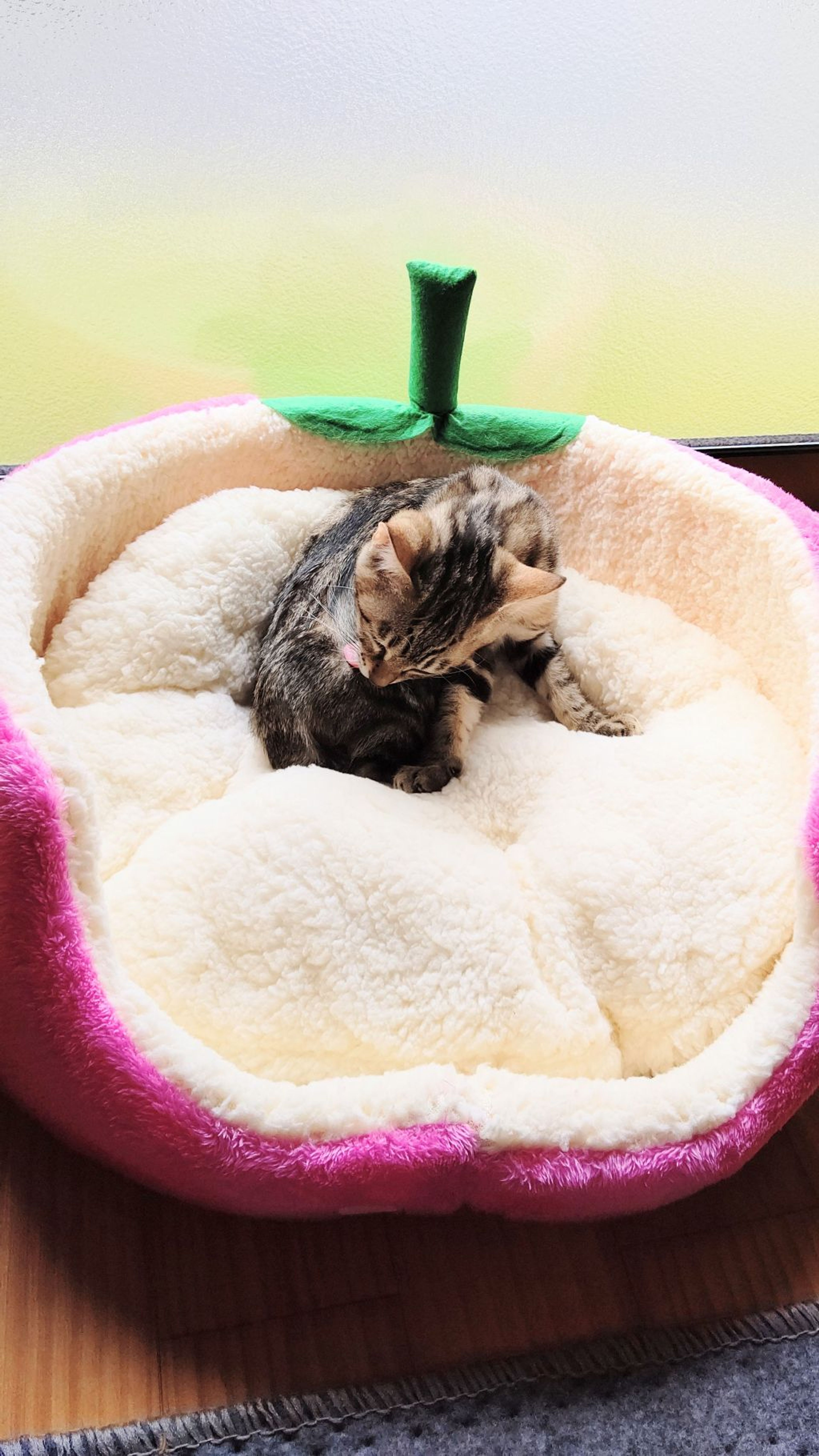 pet-image-5