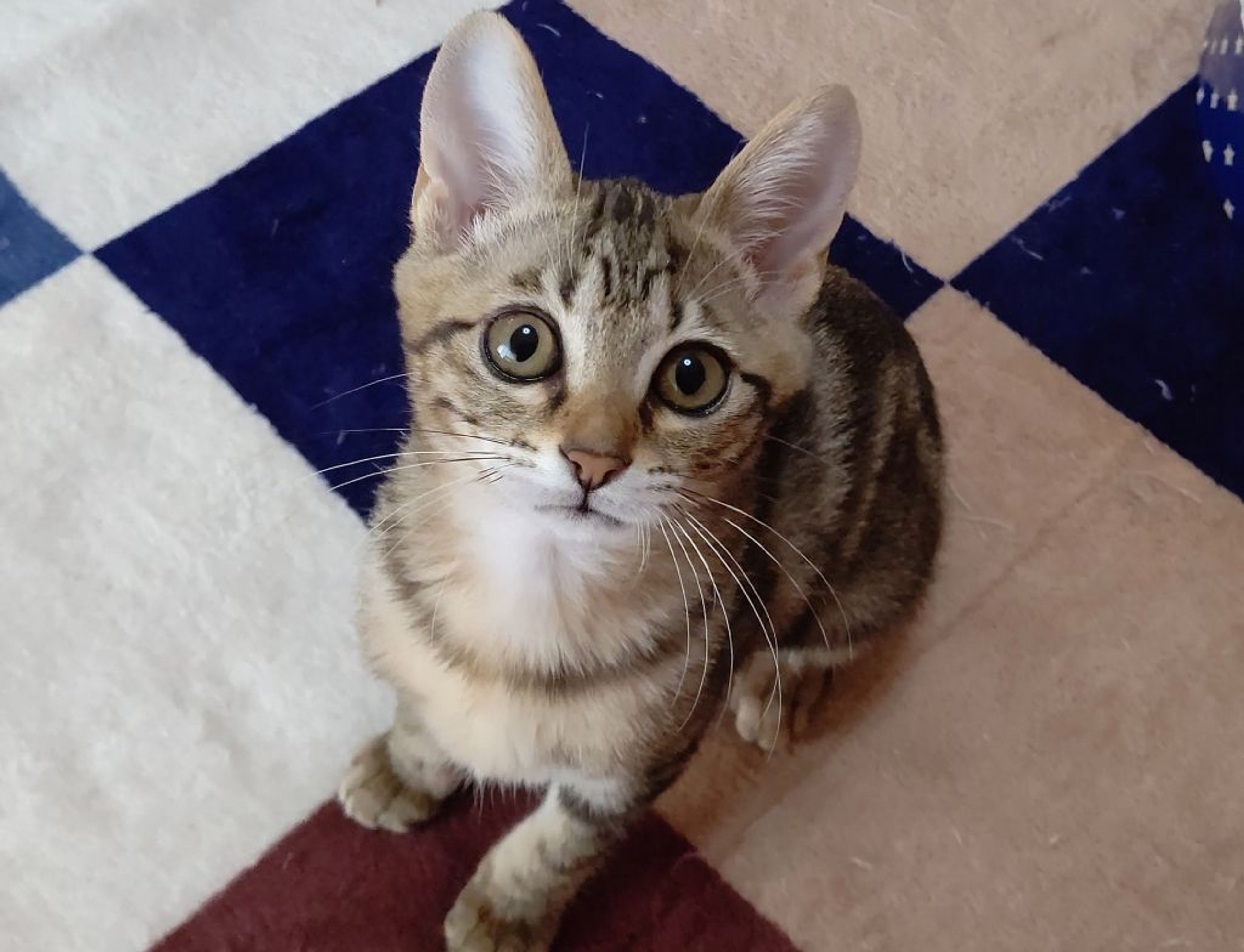 pet-image-7