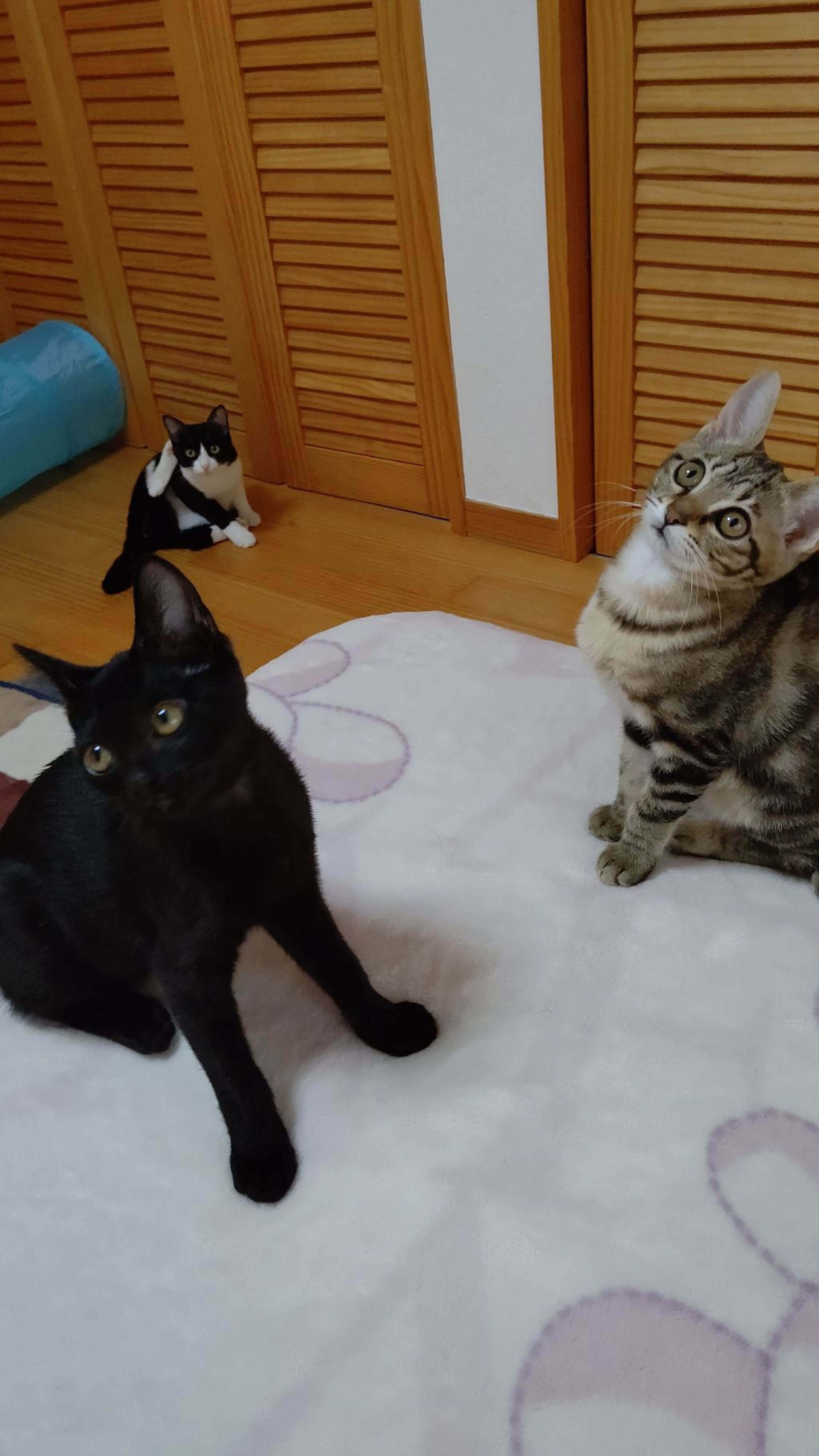 pet-image-9