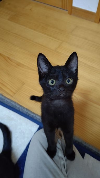 あんこの写真