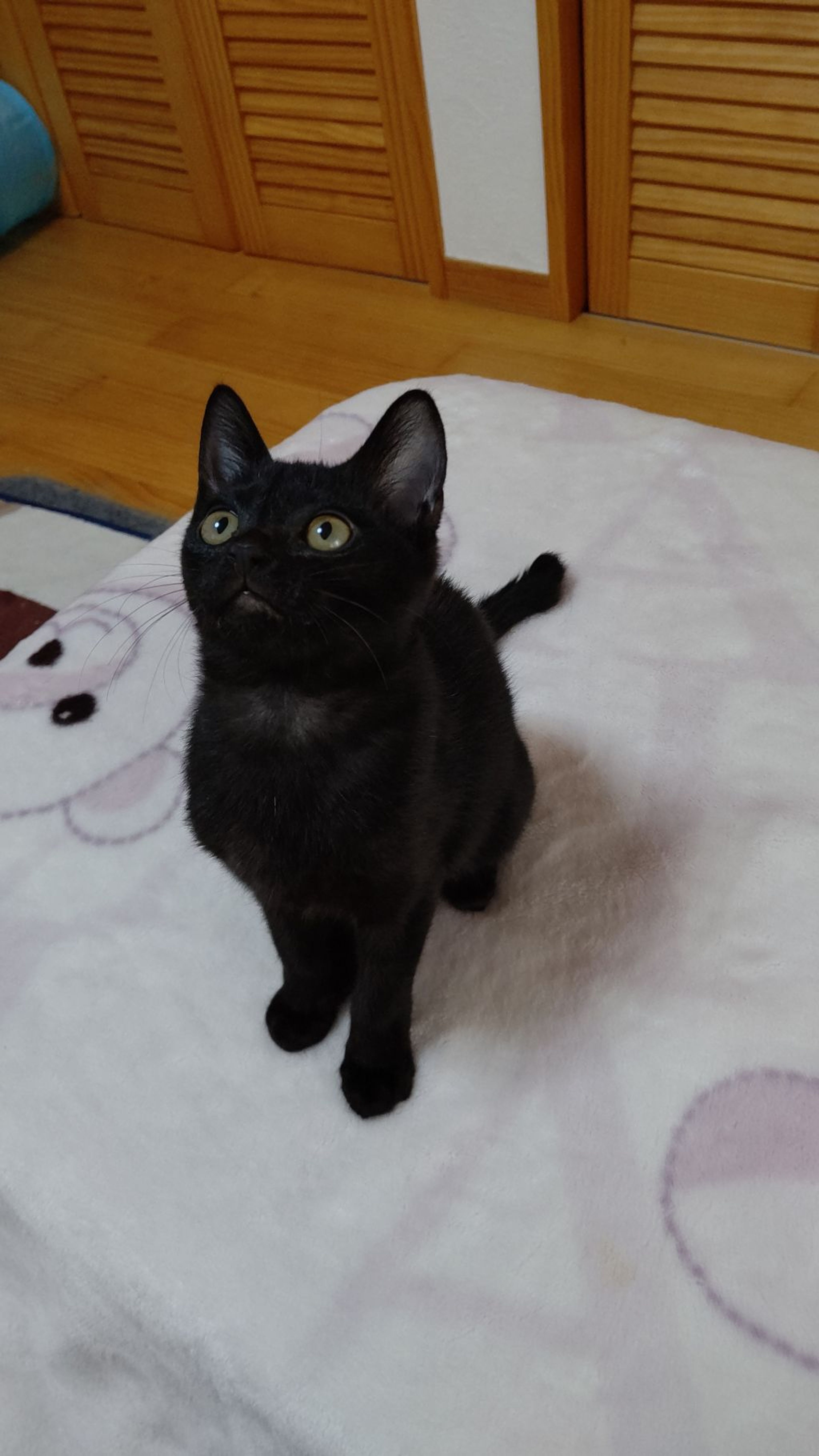 pet-image-2