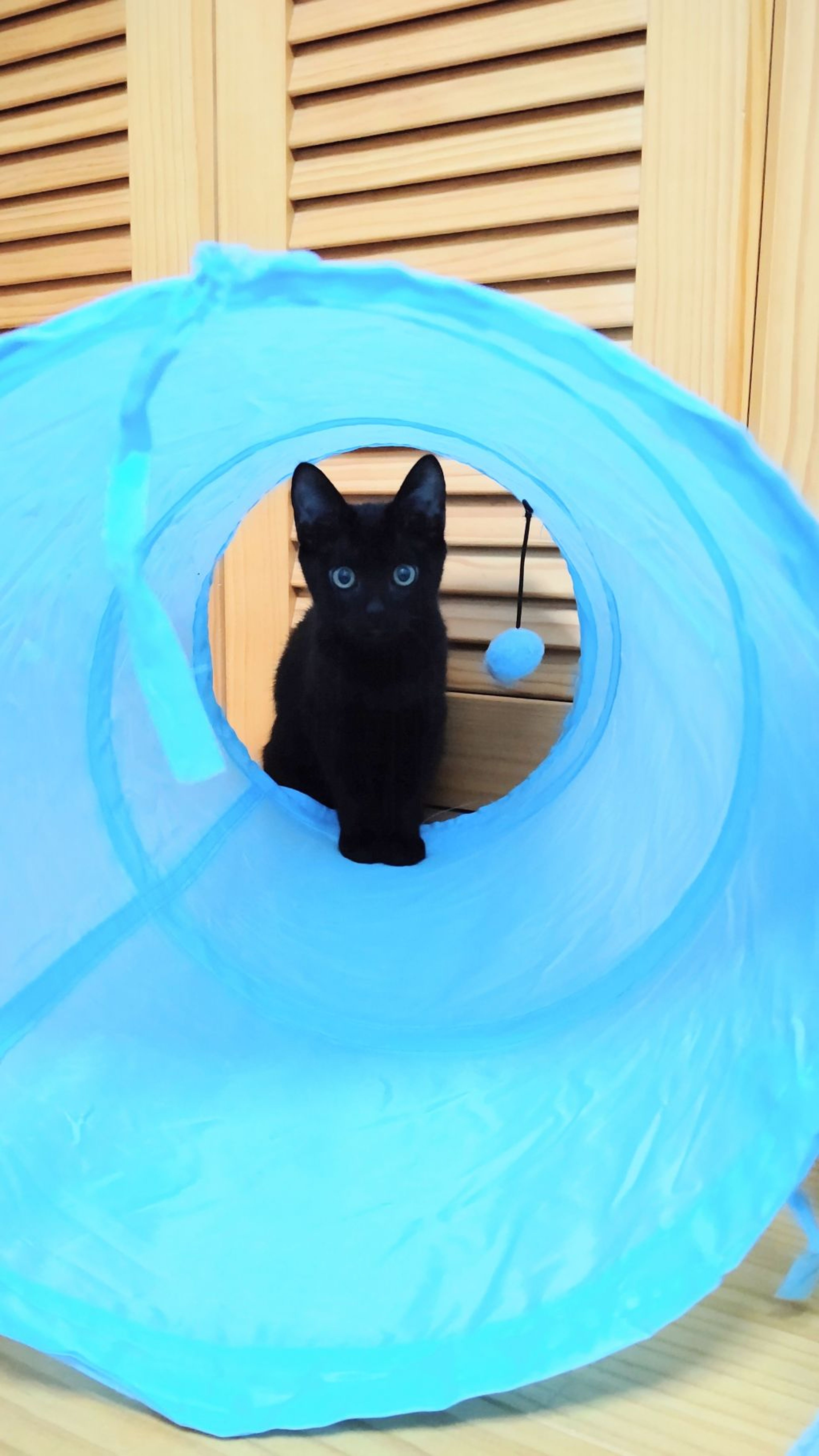 pet-image-4