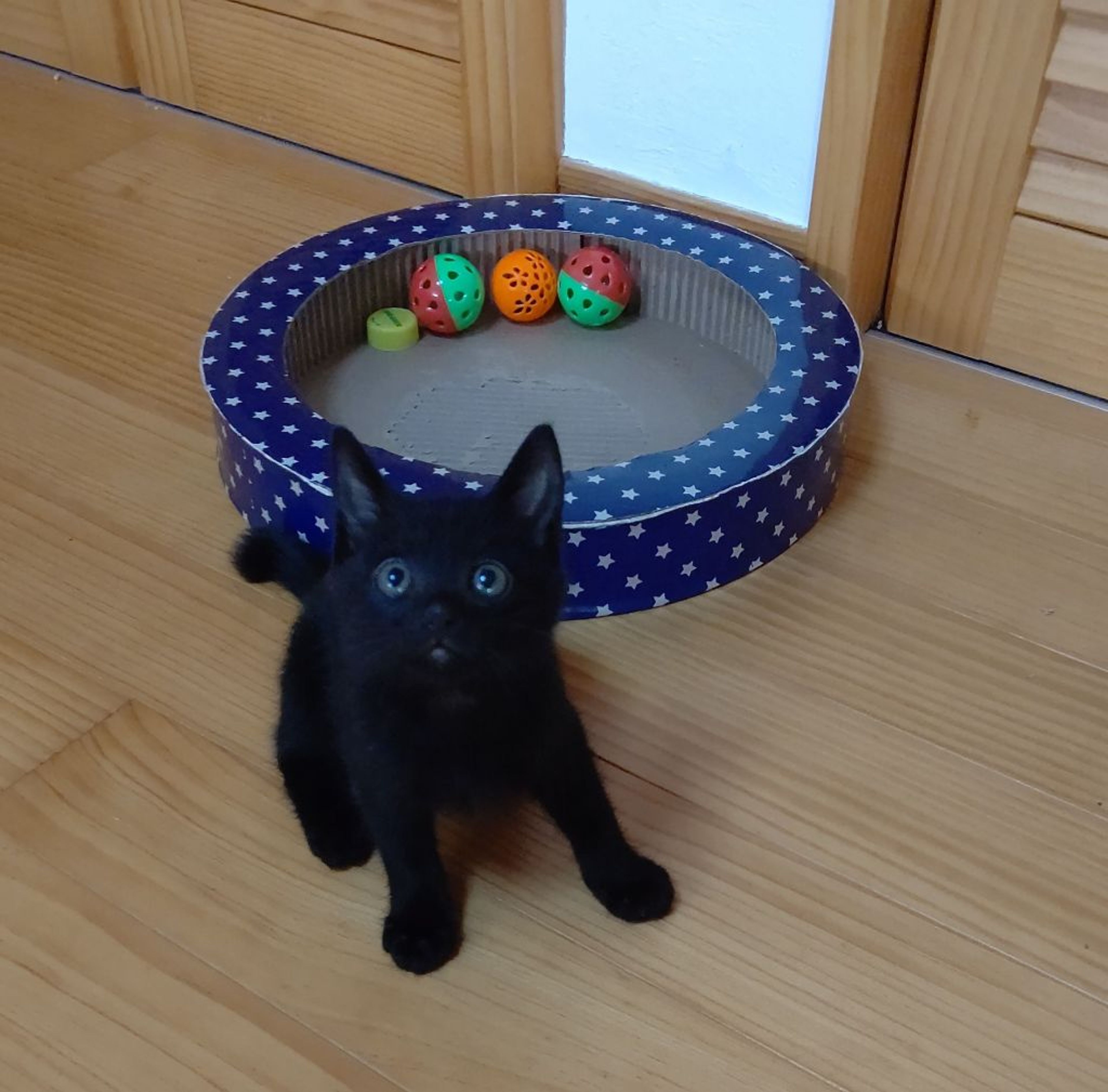 pet-image-7