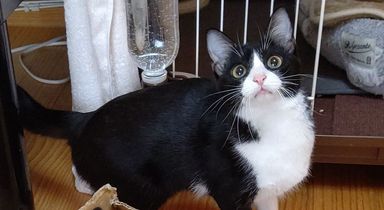 はちの写真
