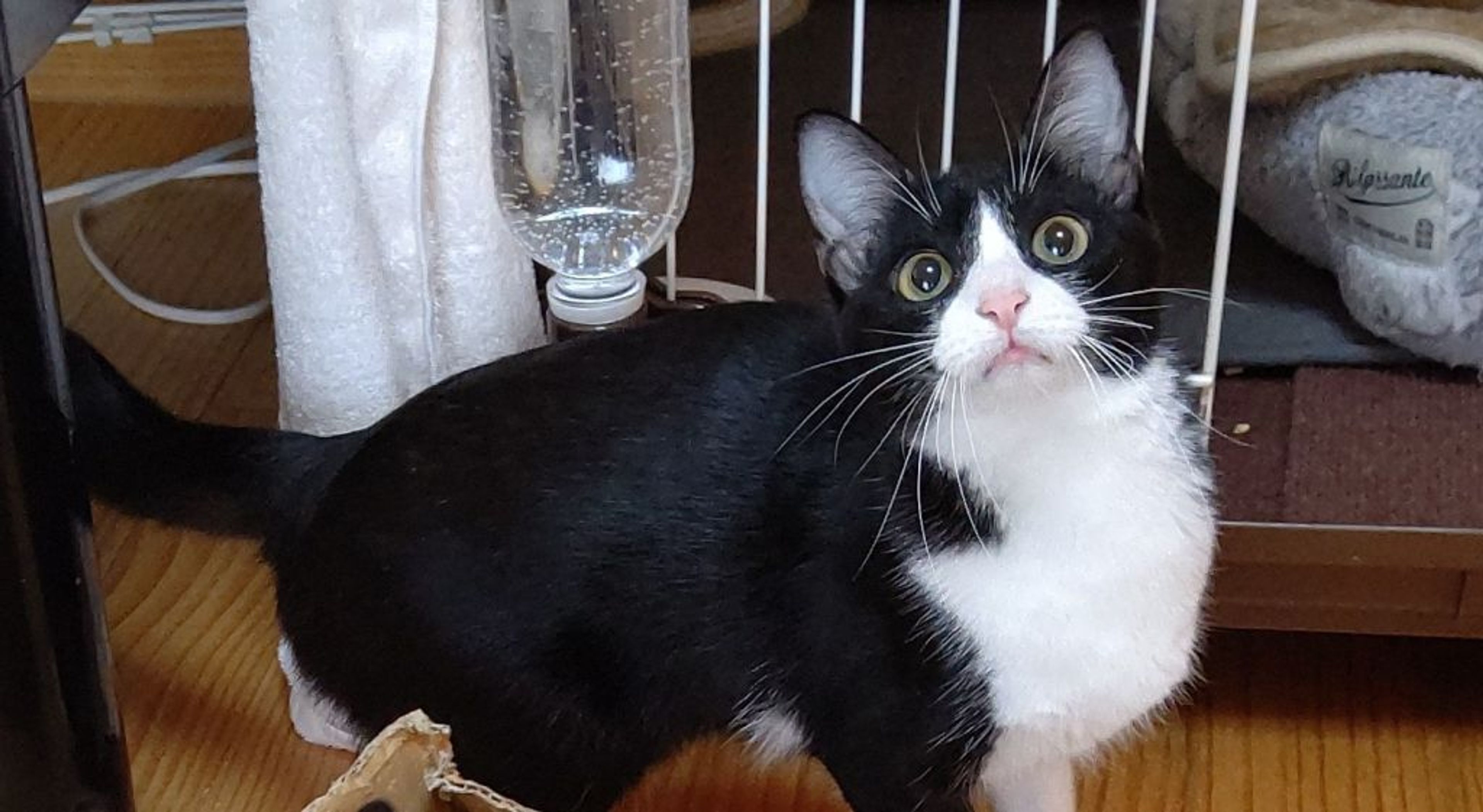 雑種（ミックス猫）・メスの里親募集の写真