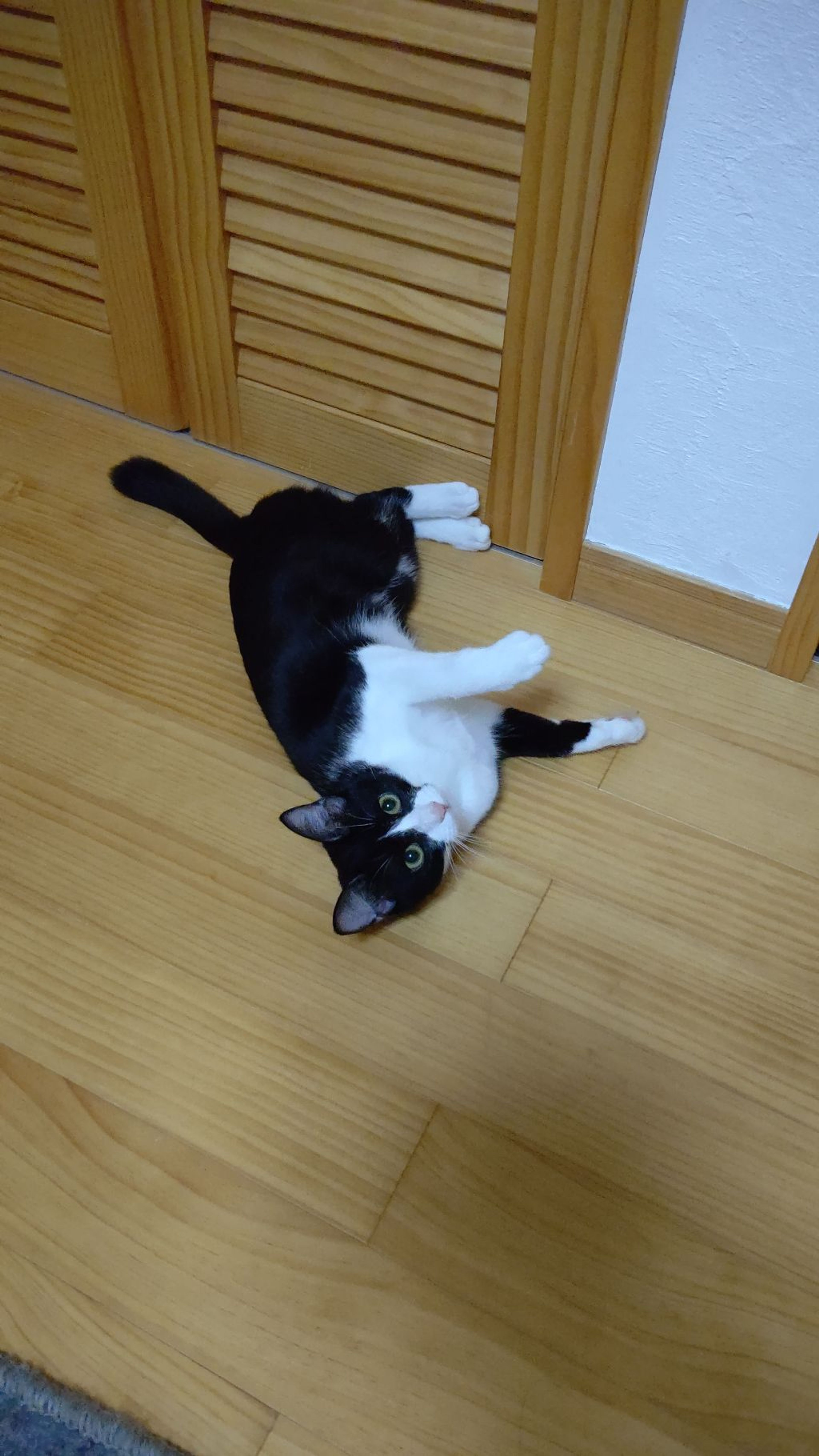 pet-image-5