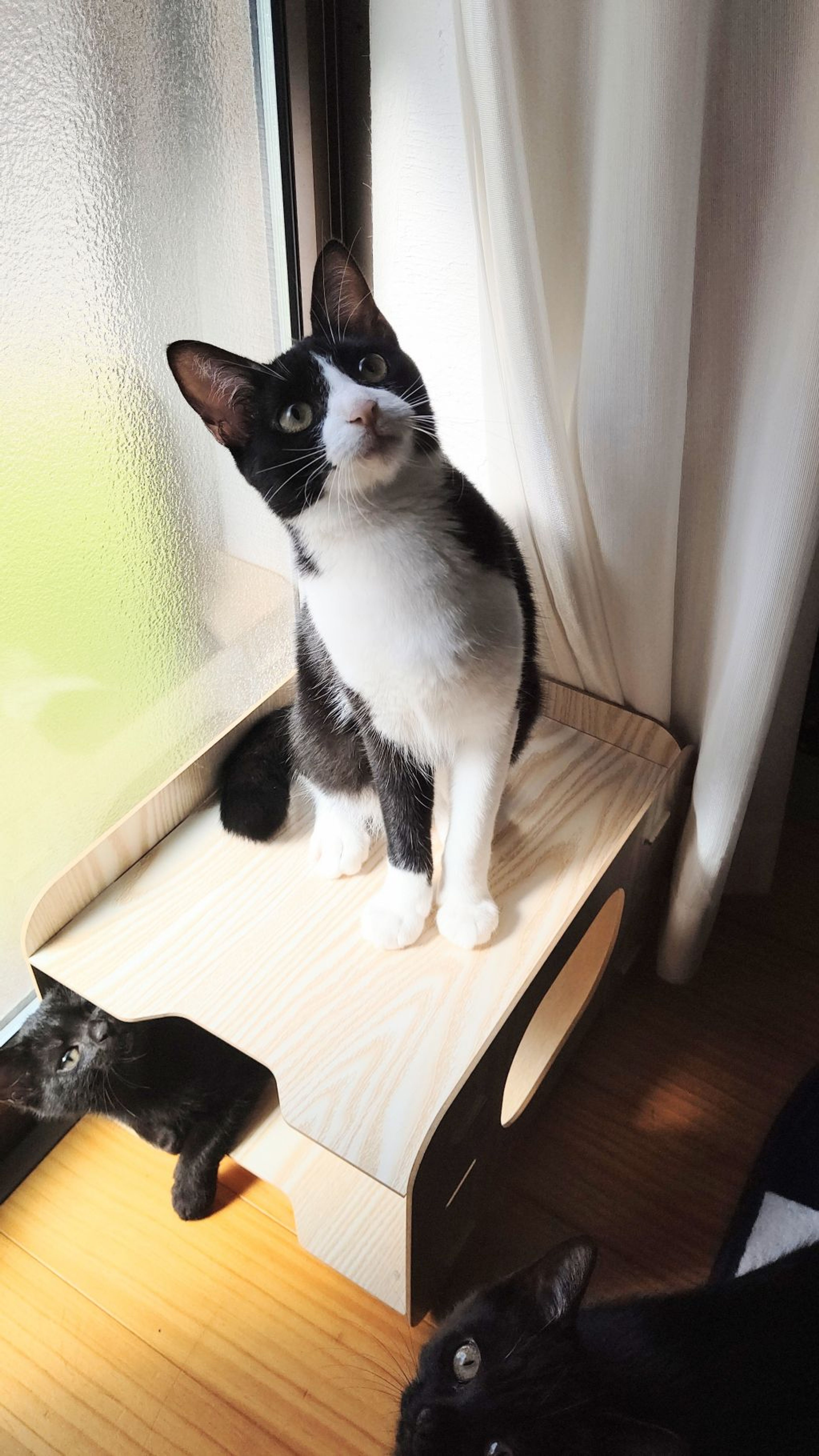 pet-image-6