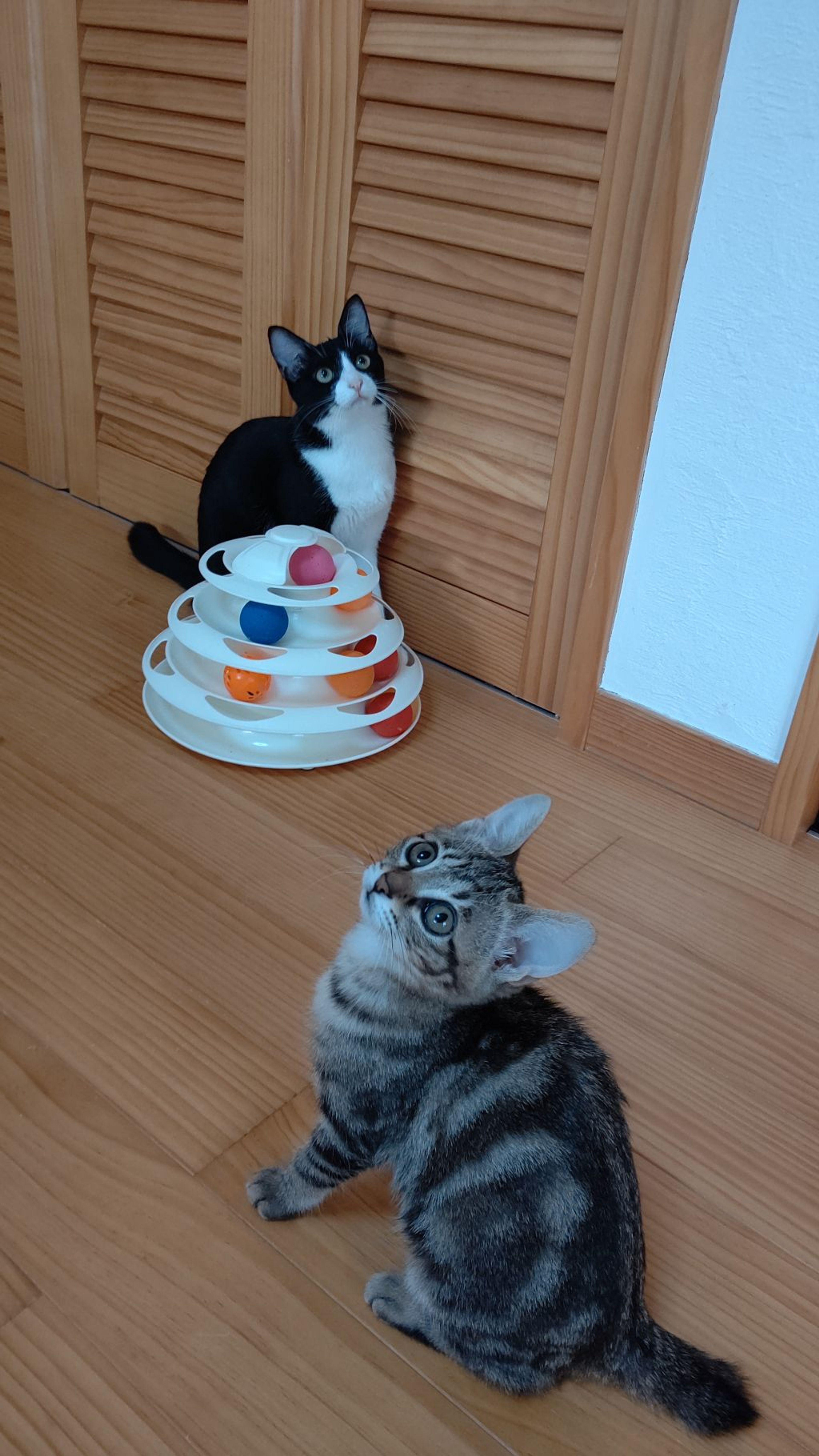 pet-image-7