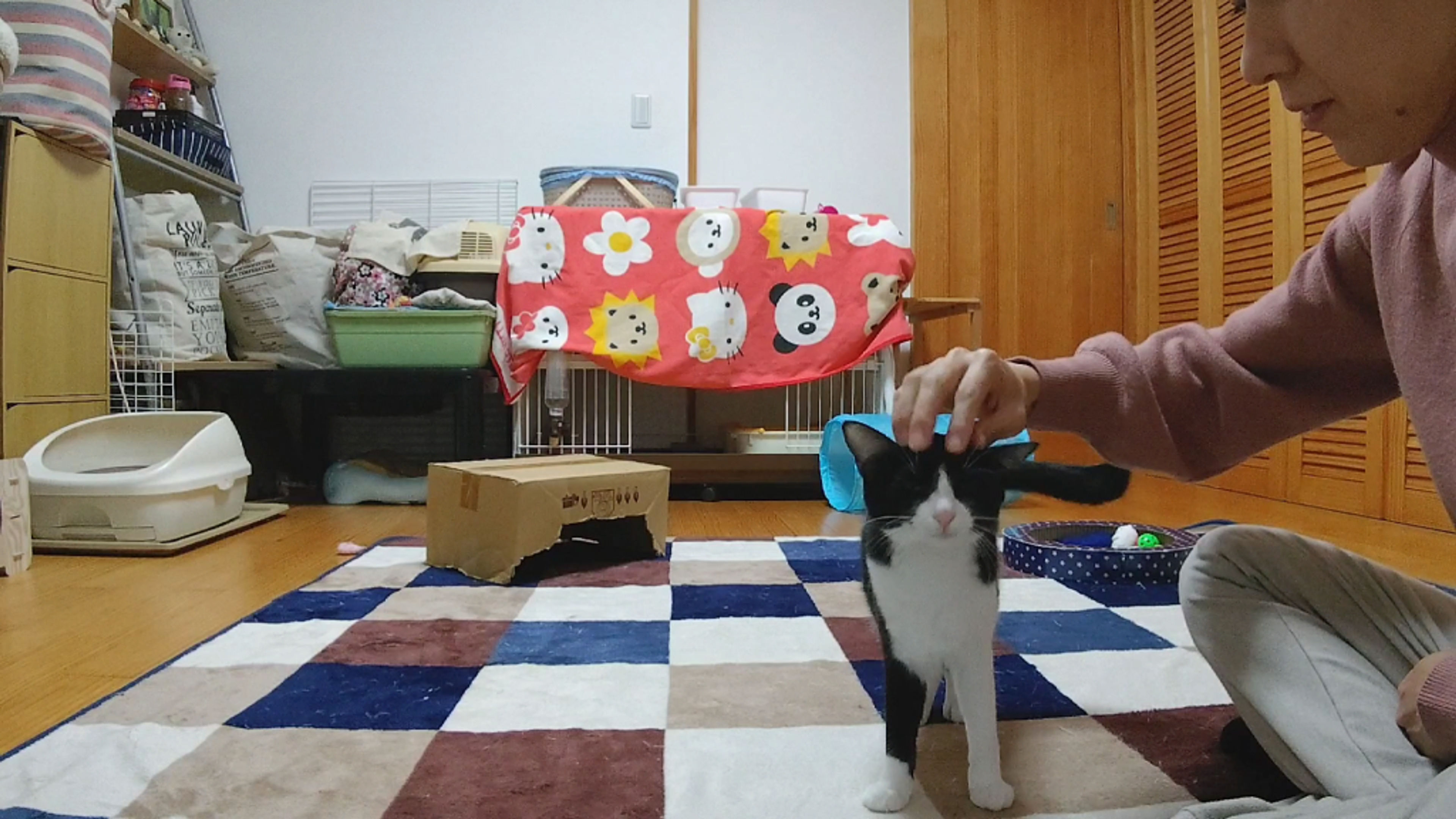 pet-image-8