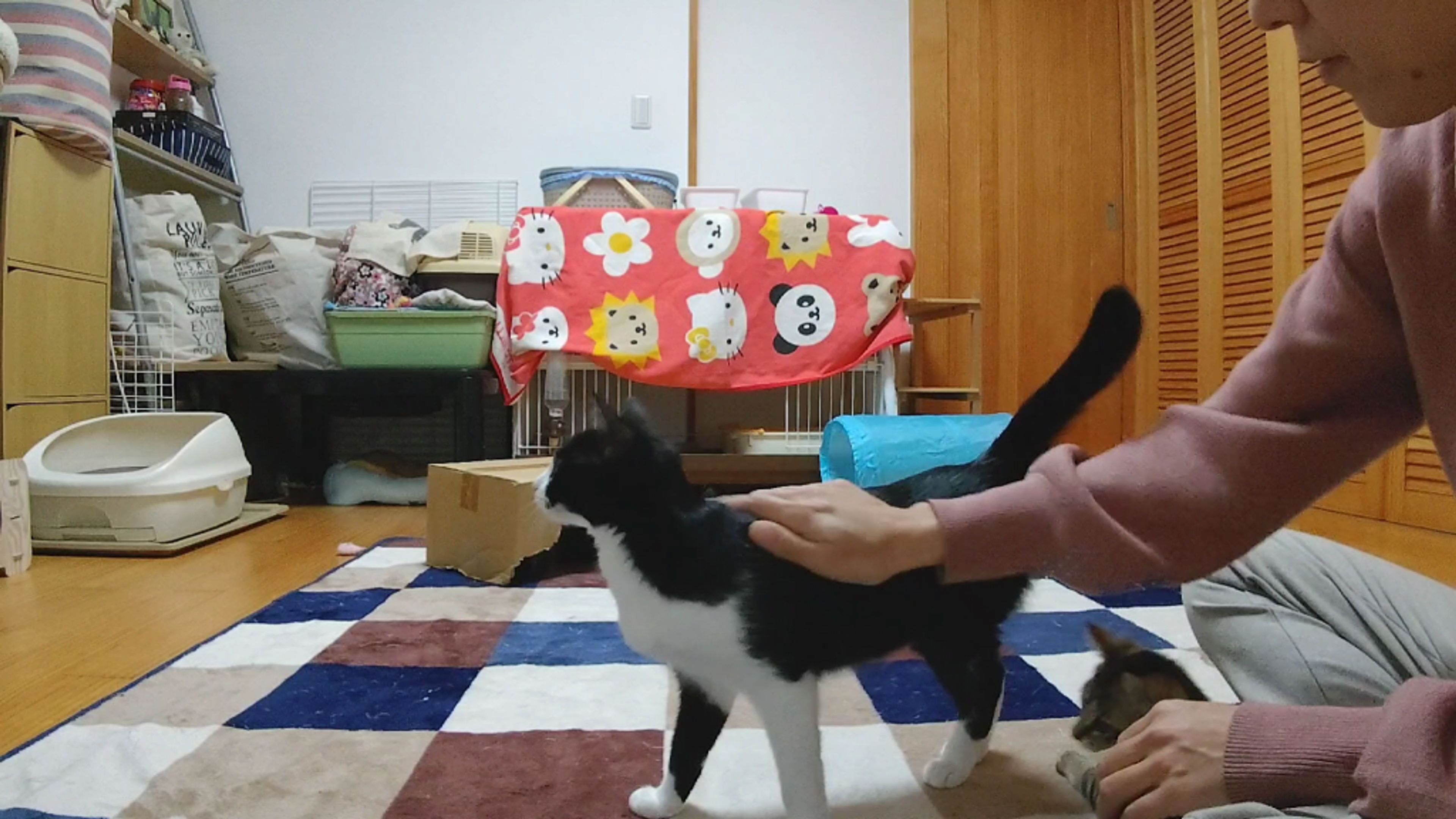 pet-image-9
