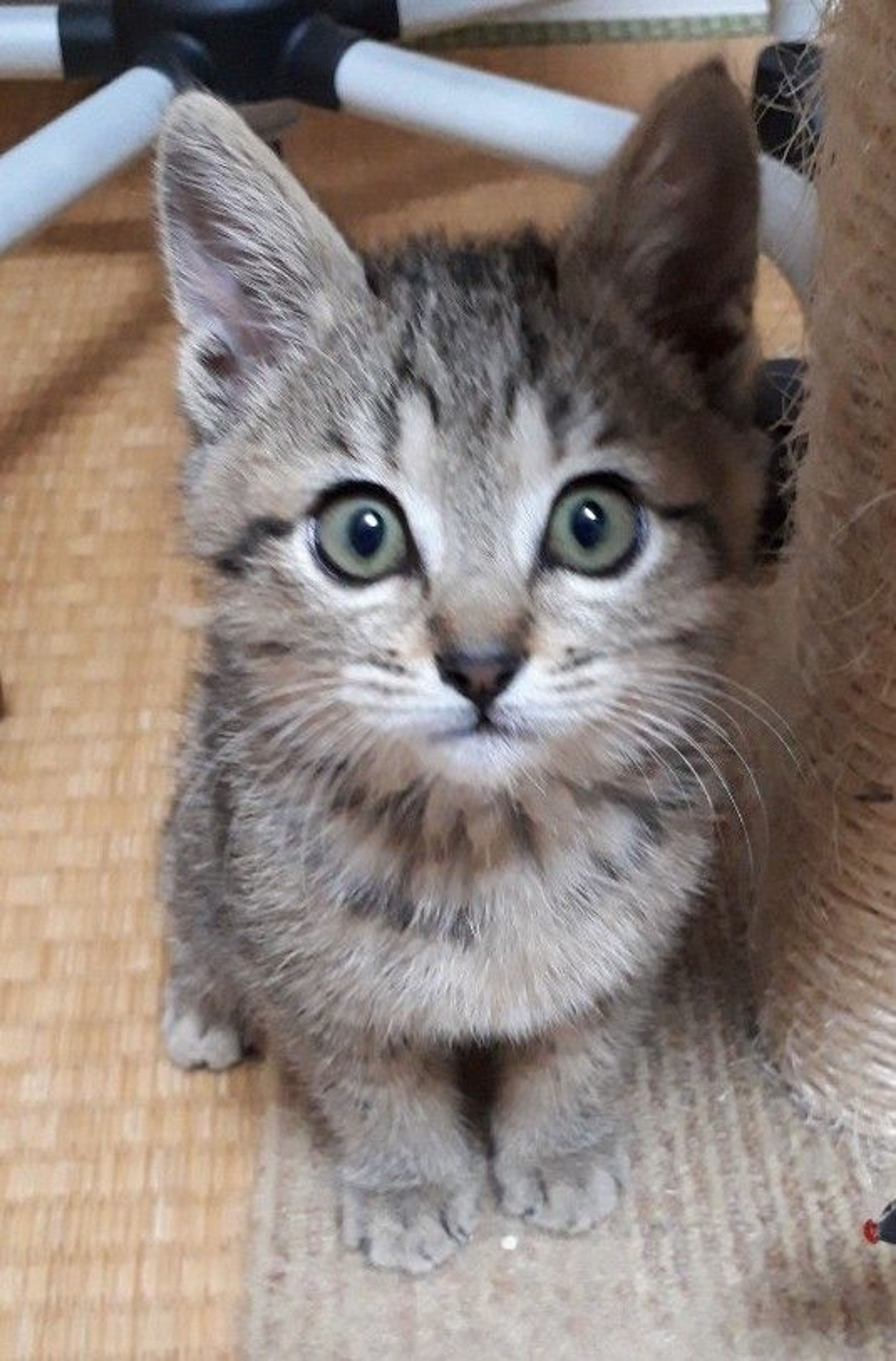 雑種（ミックス猫）・メスの里親募集の写真
