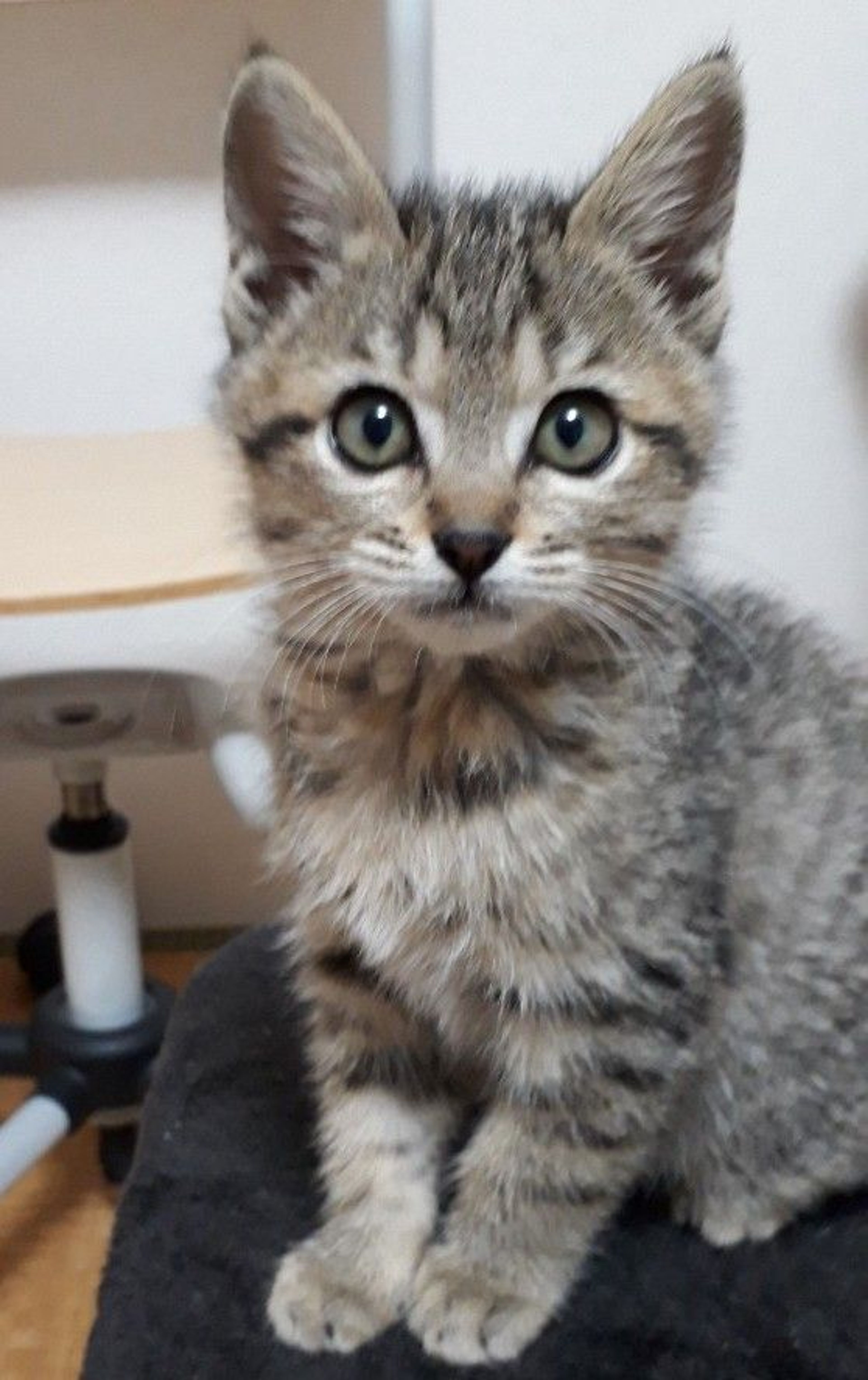 pet-image-2