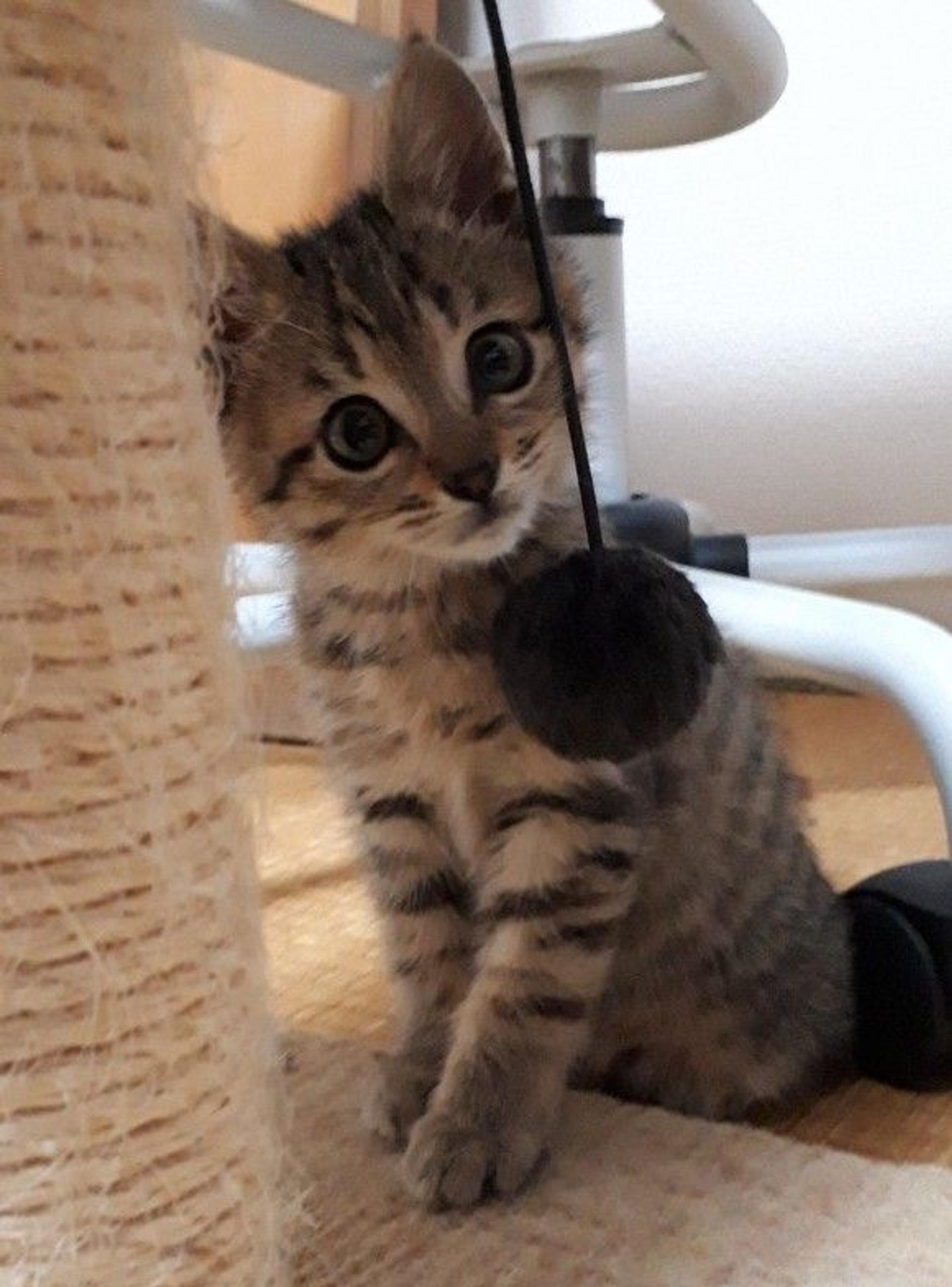 pet-image-3