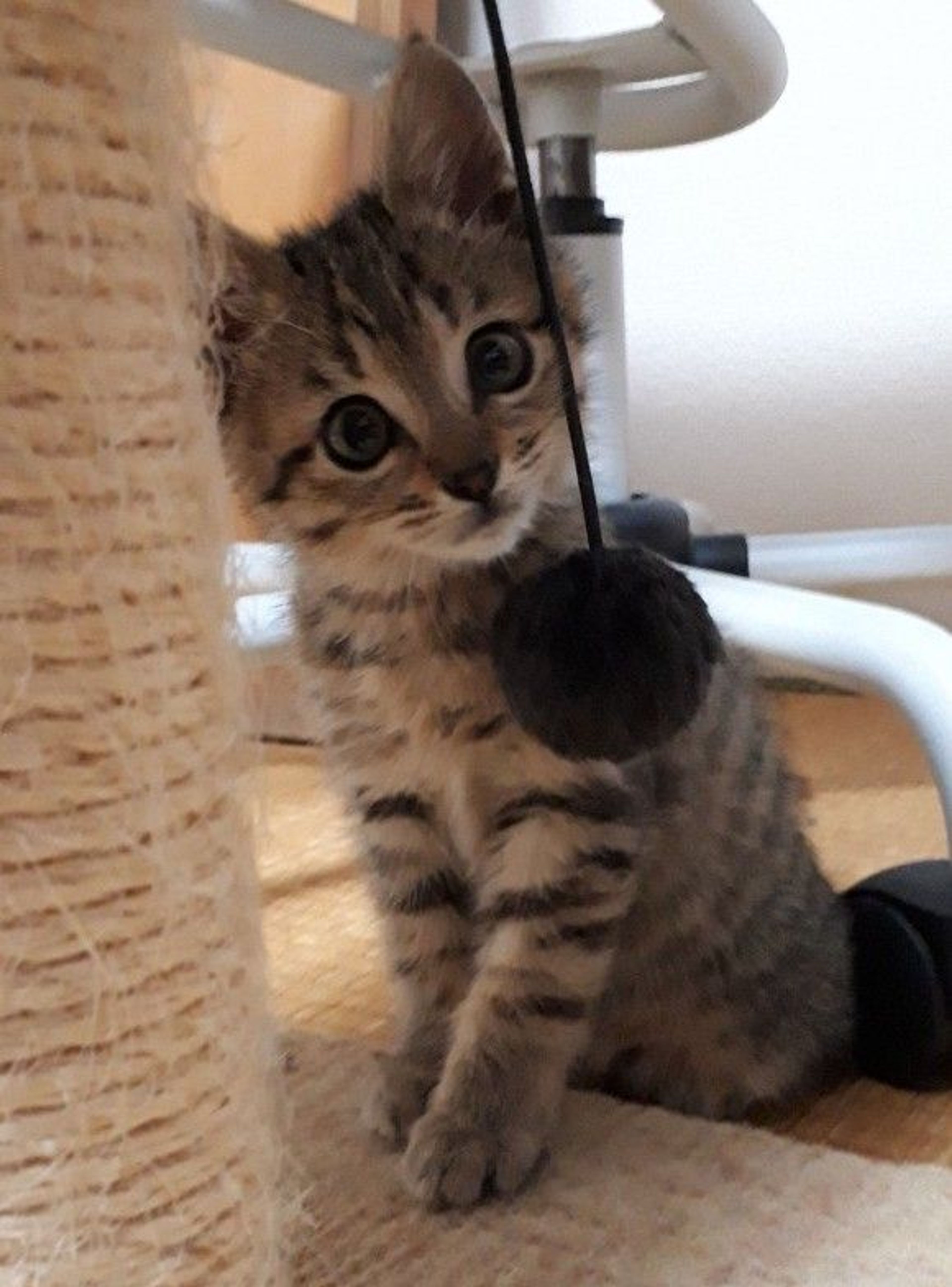 pet-image-3