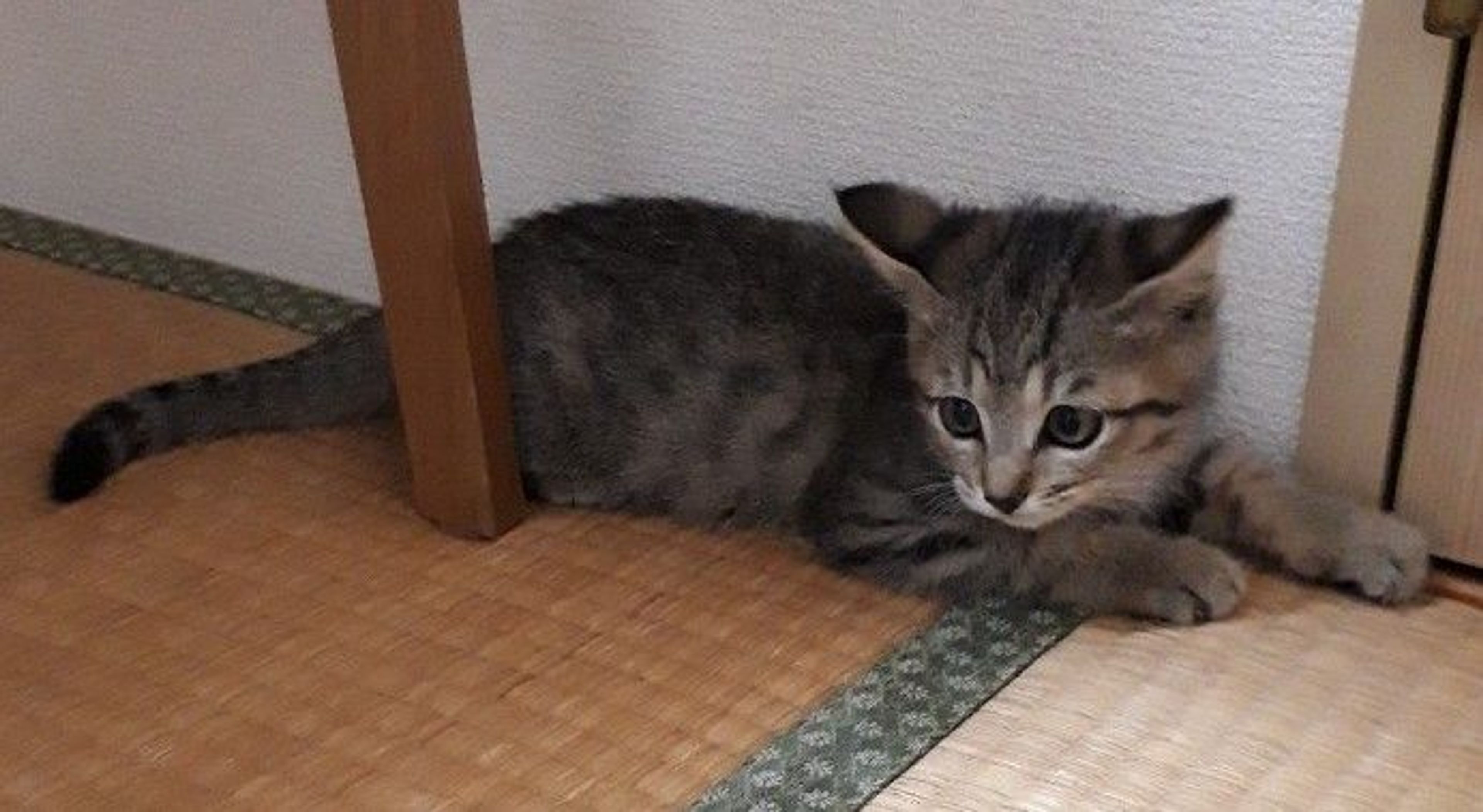 pet-image-4