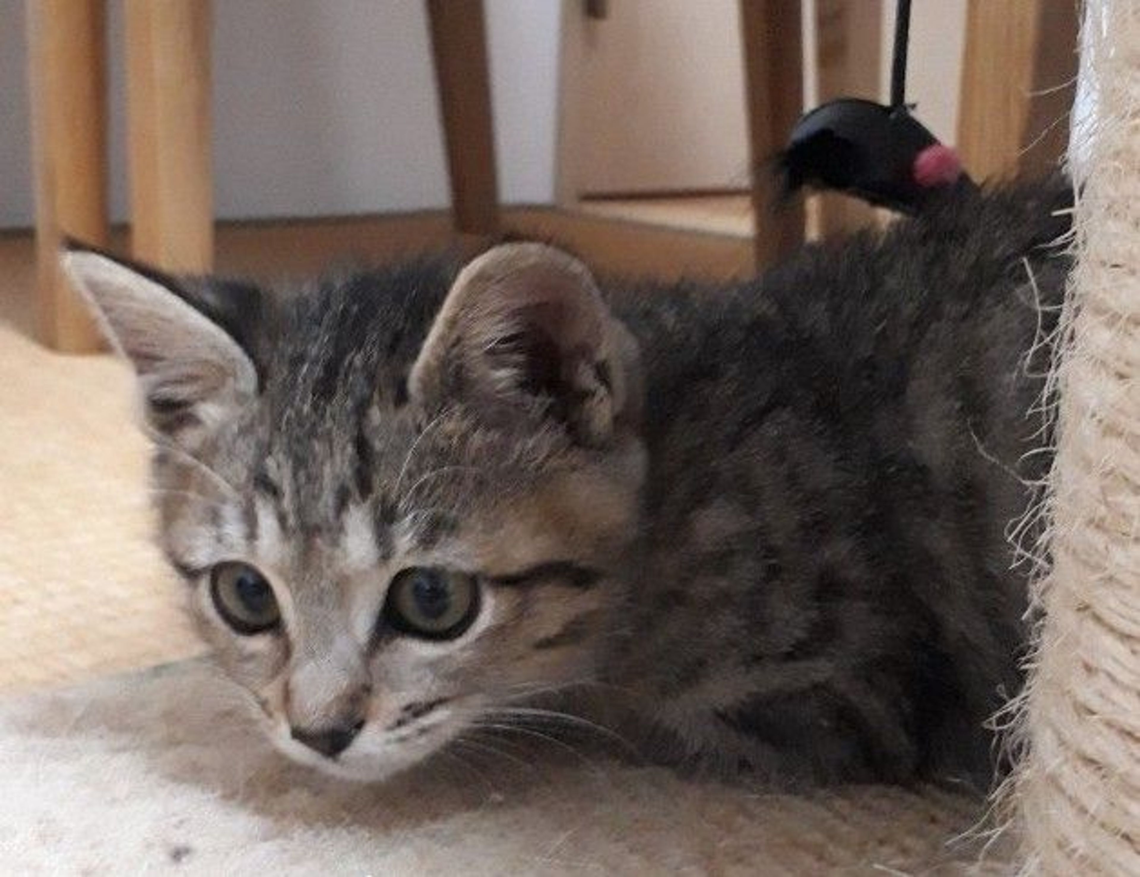 pet-image-5