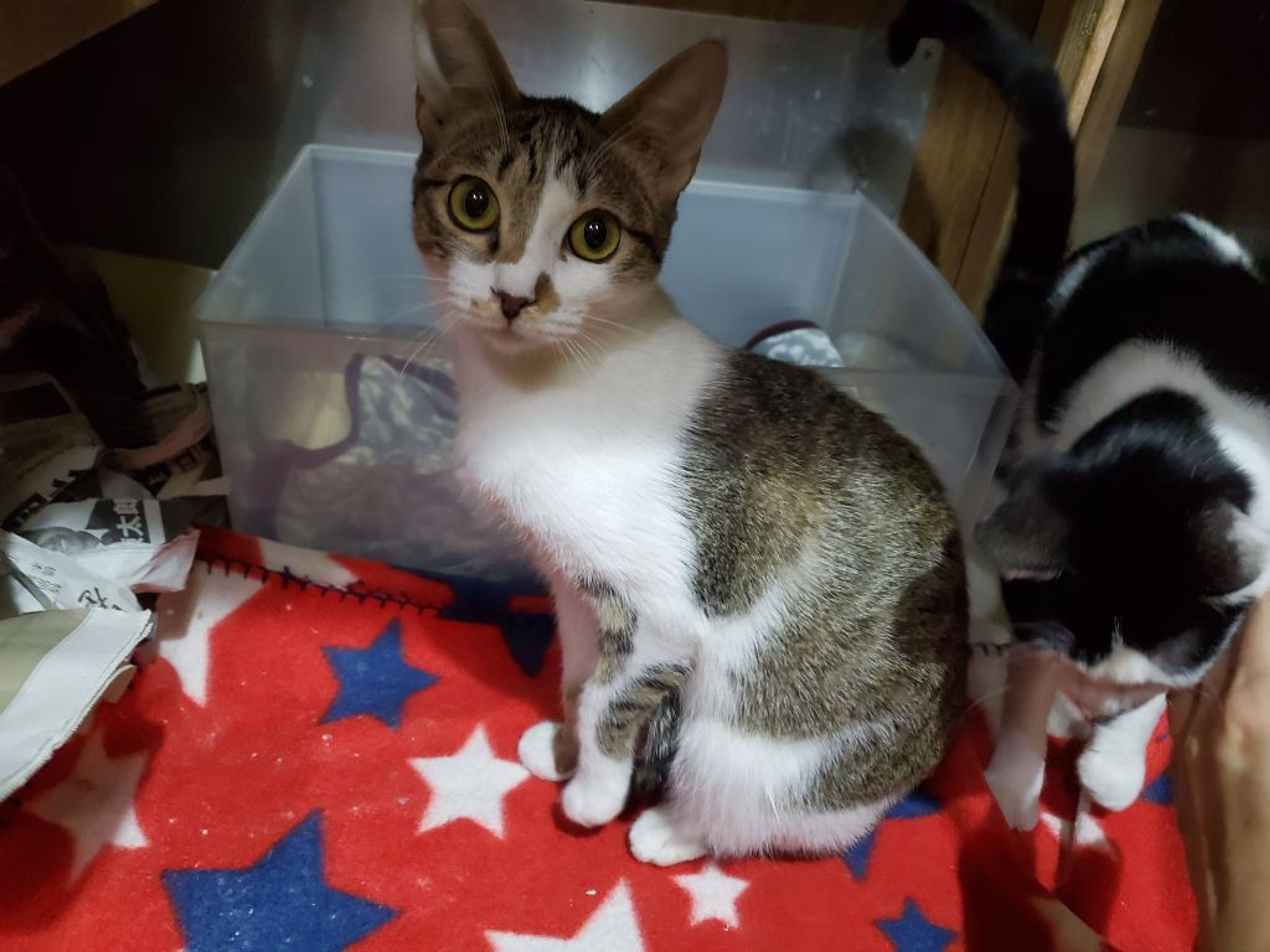 pet-image-2