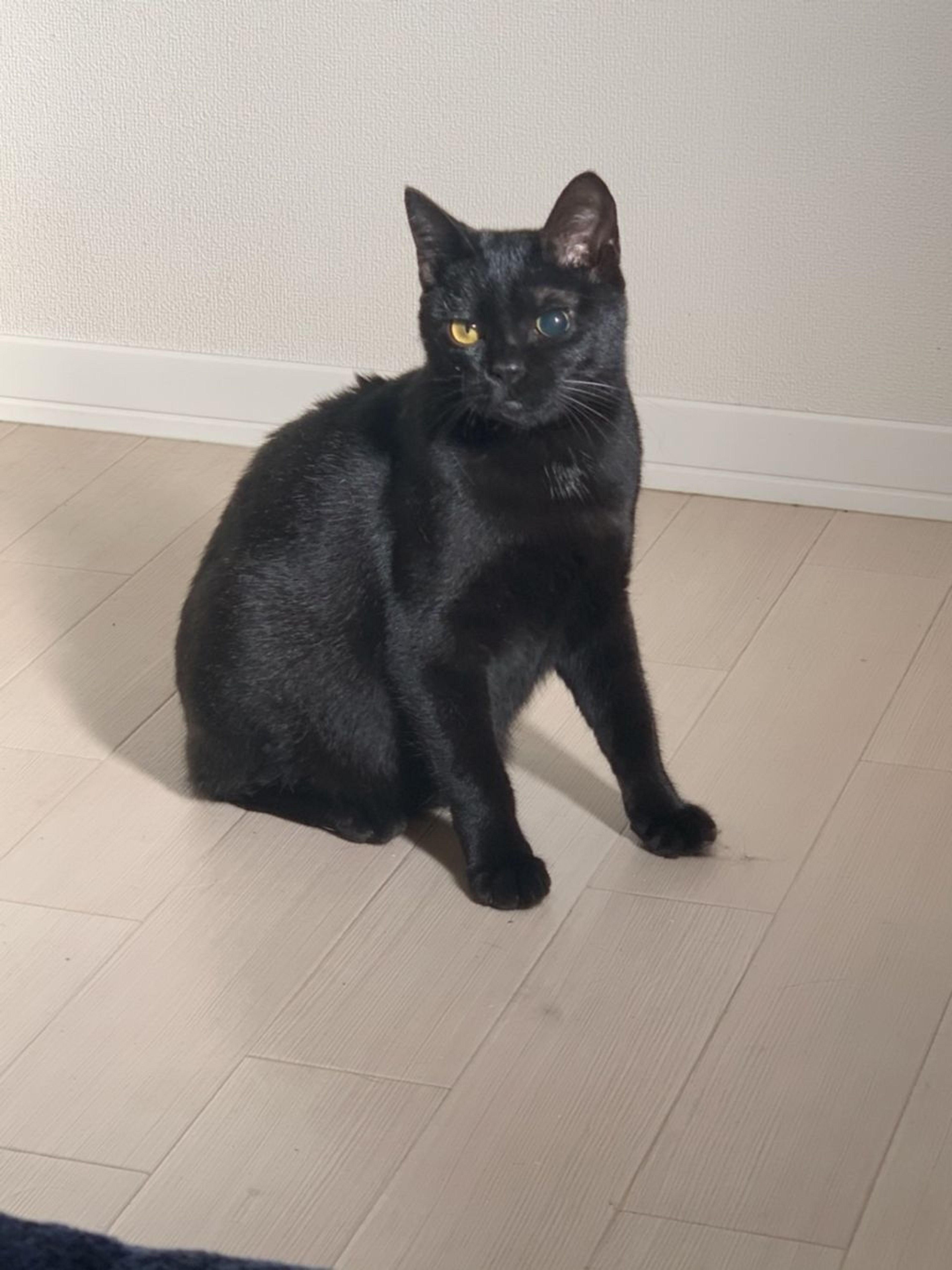 pet-image-3