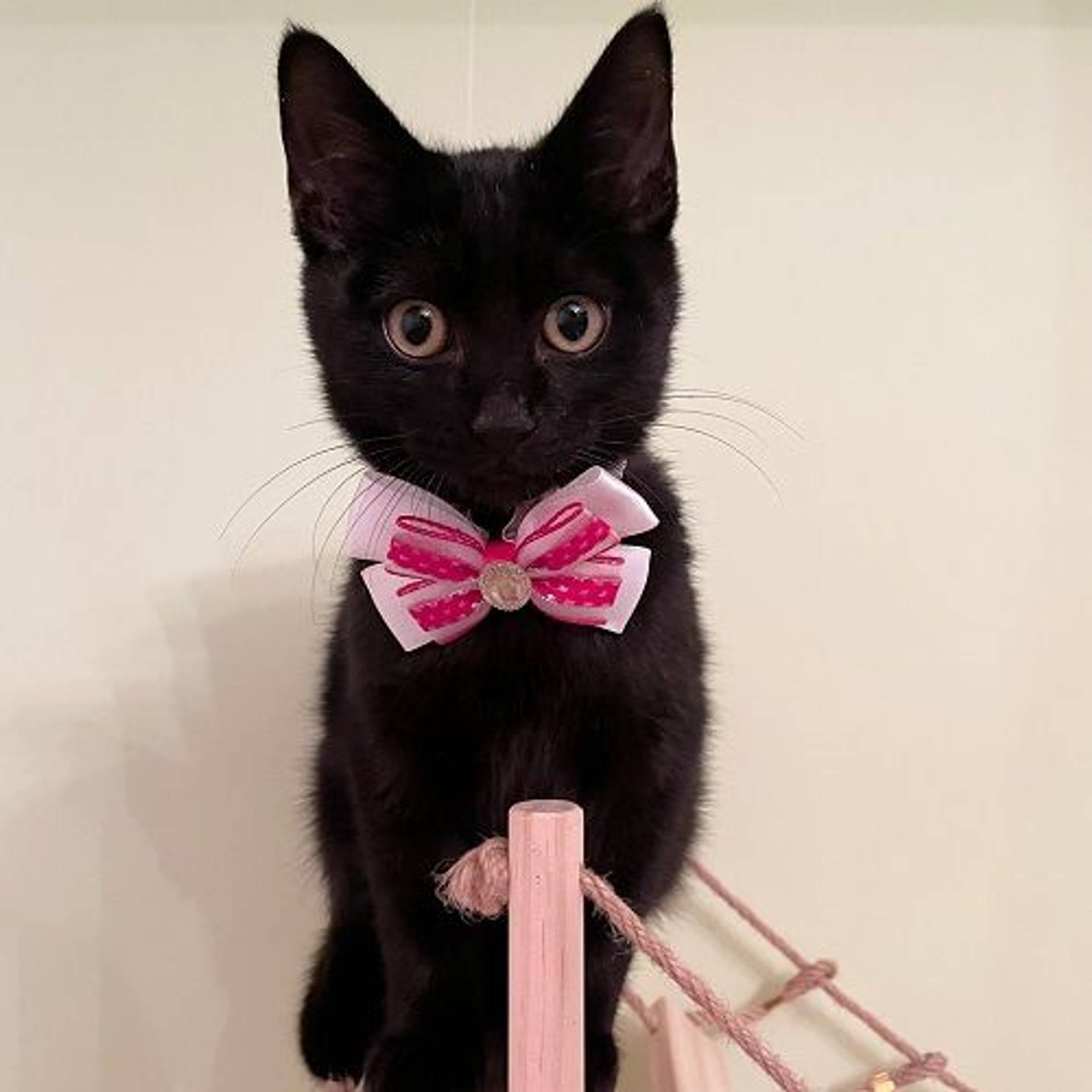 雑種（ミックス猫）・オスの里親募集の写真